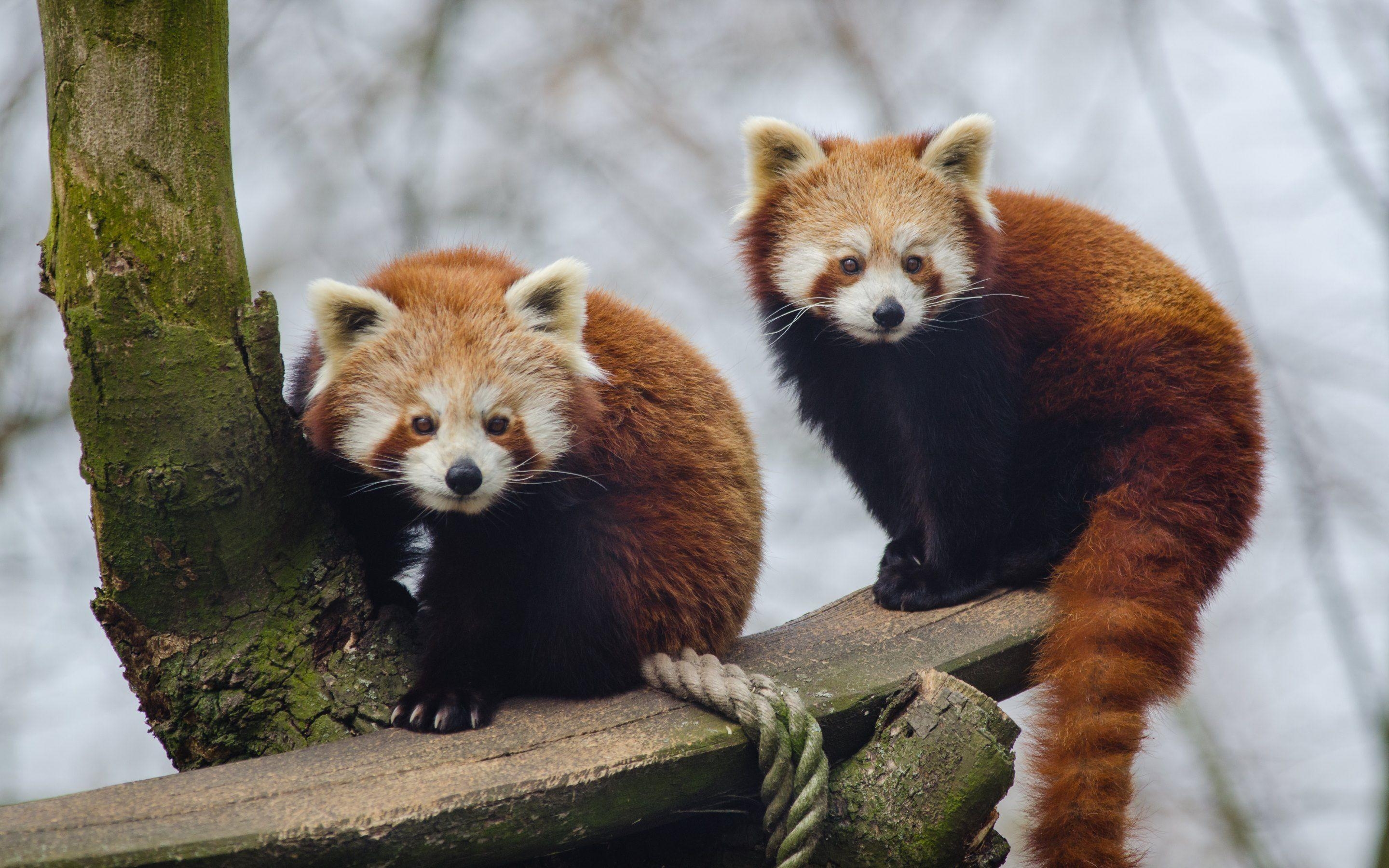 2880x1800 Red Panda Wallpaper in HD, 4K and wide sizes, Desktop