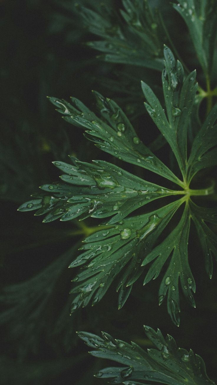 740x1310 Greens with dew. Dark green aesthetic, Green wallpaper, Nature, Phone