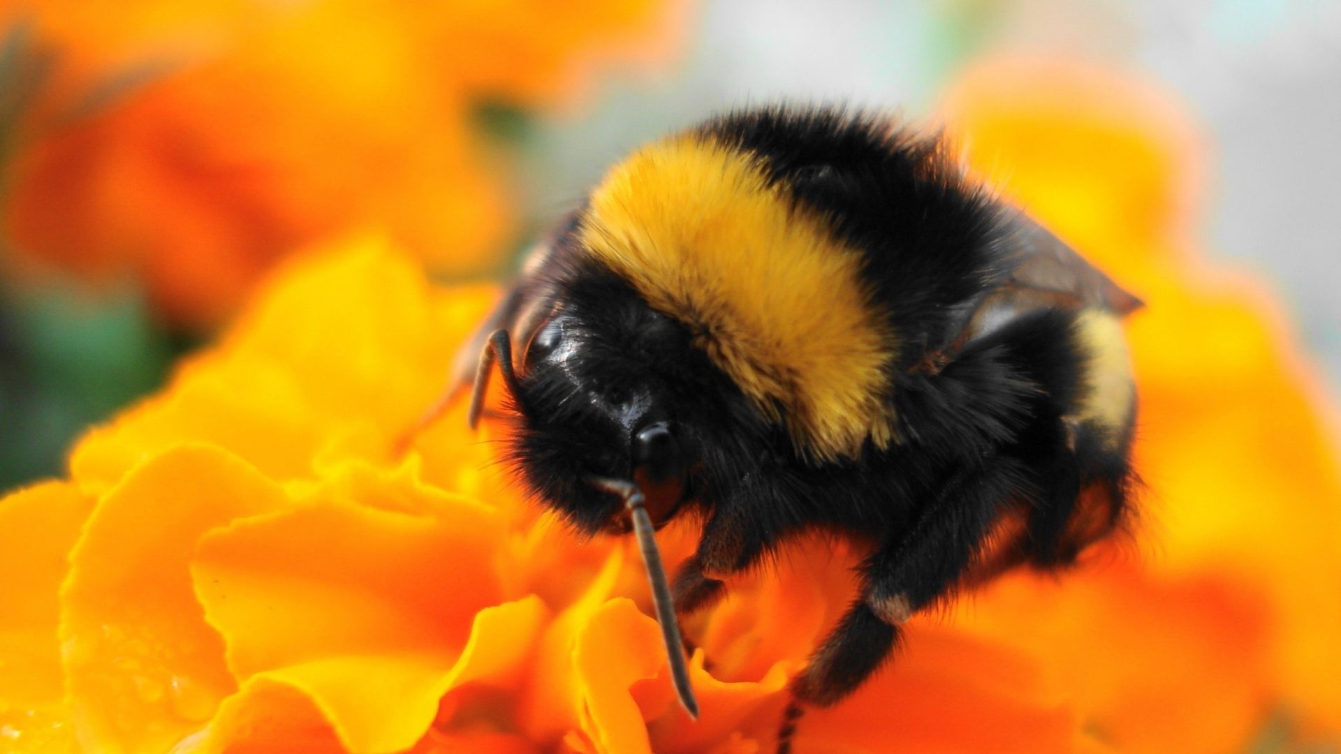 1920x1080 Cute Bee Desktop Wallpaper Free Cute Bee Desktop Background, Desktop