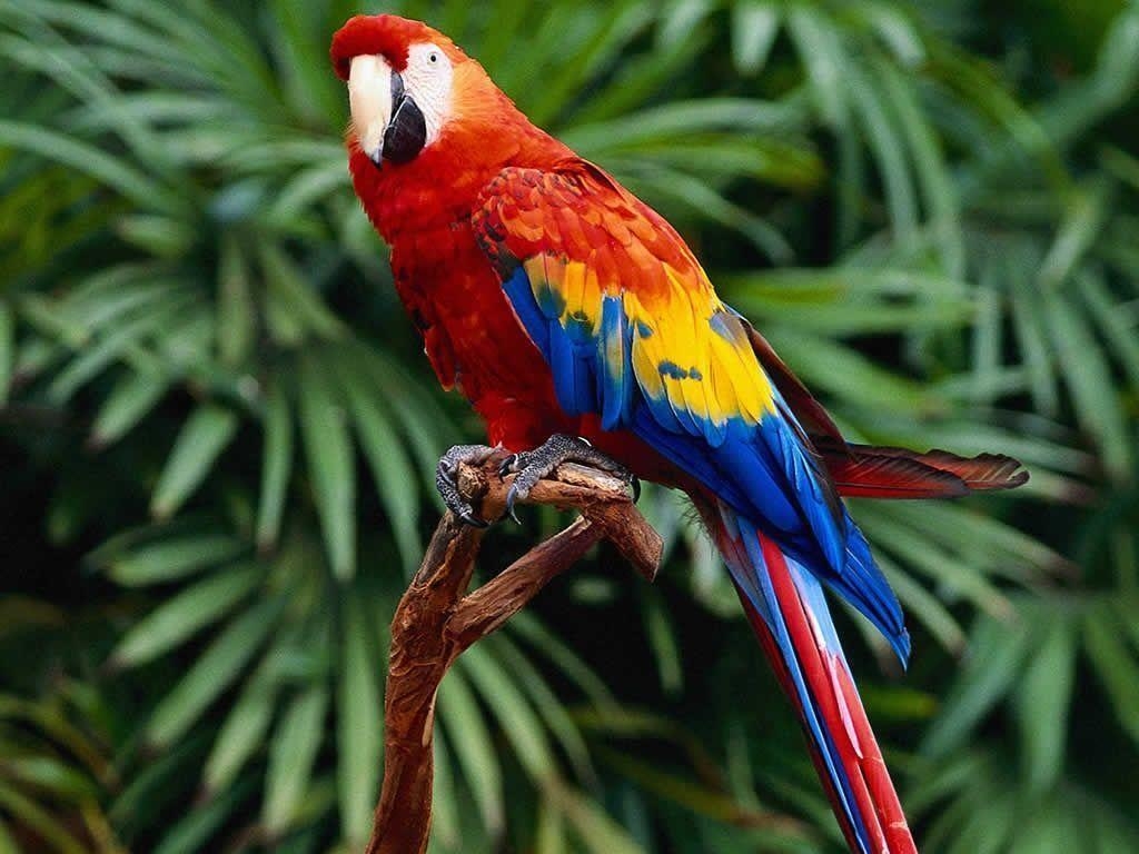 1030x770 Parrot Wallpaper Wallpaper Inn, Desktop