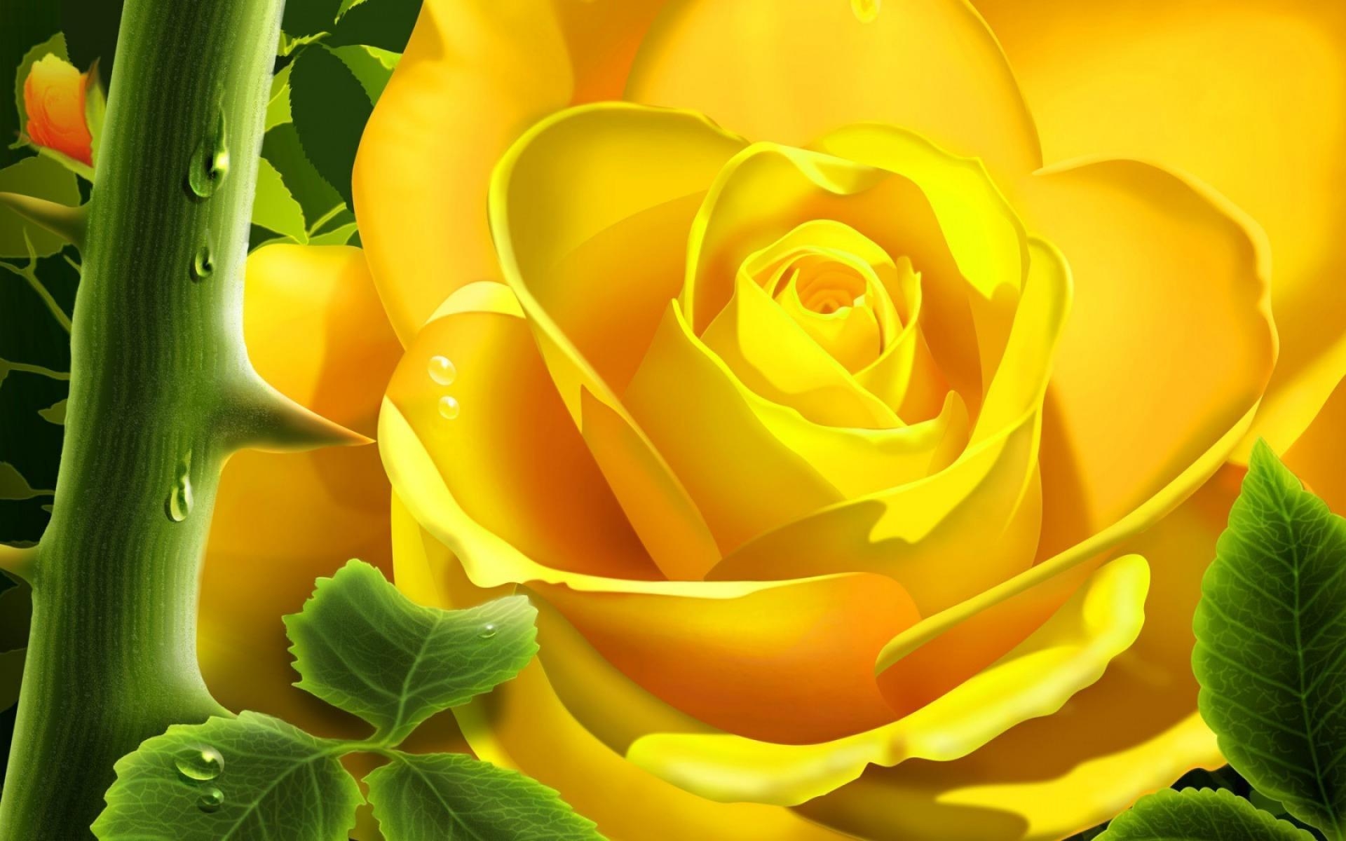 1920x1200 Yellow Rose Wallpaper Full HD, Desktop