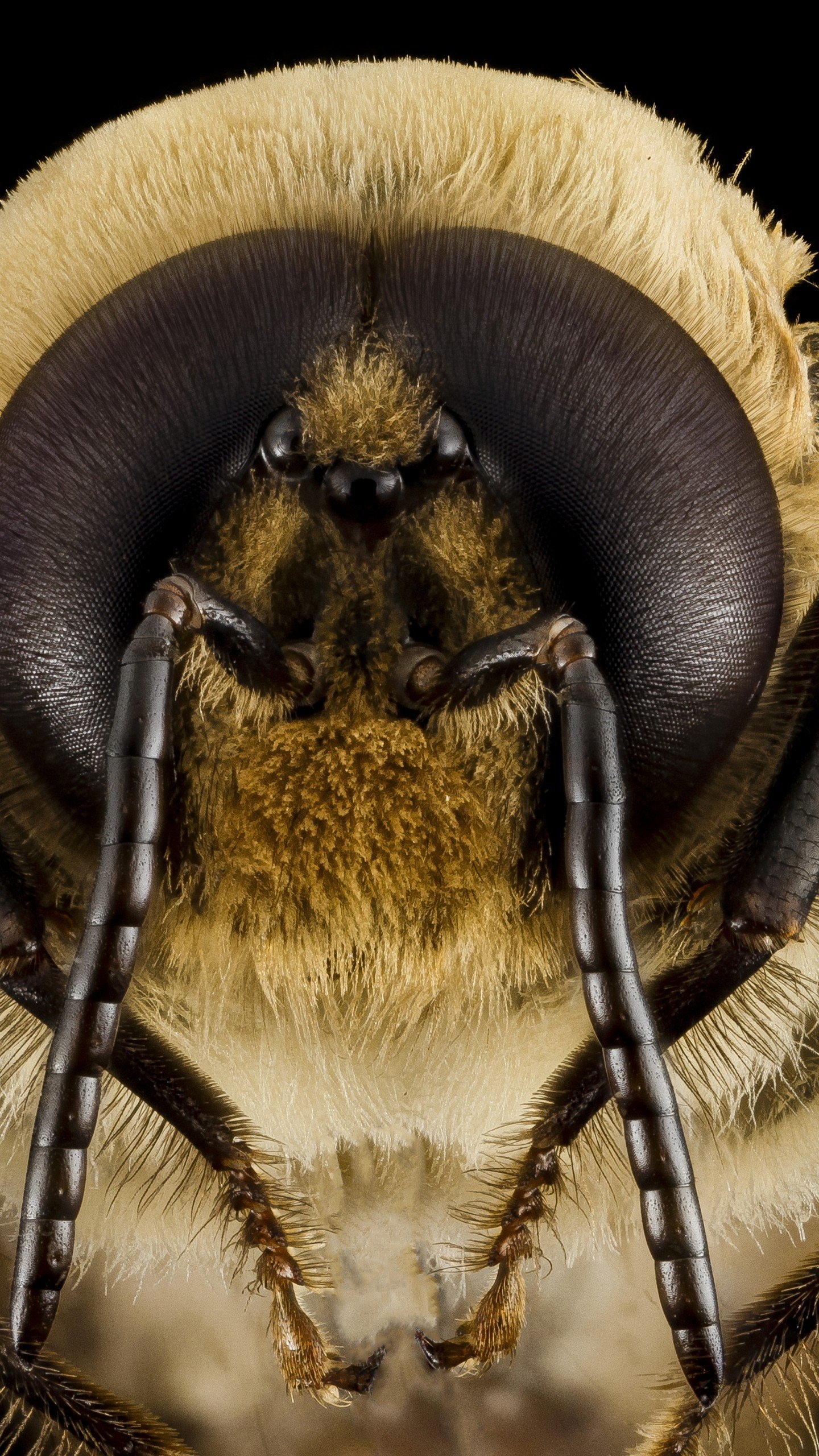 1440x2560 Wallpaper Bee, wasps, bumblebee, macro, insect, eyes, wings, Phone