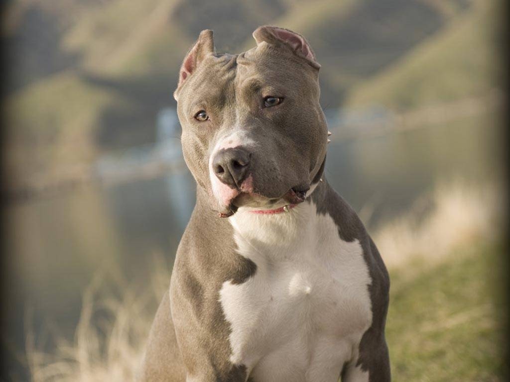 1030x770 Pitbull Dog Wallpaper HD 4, Desktop