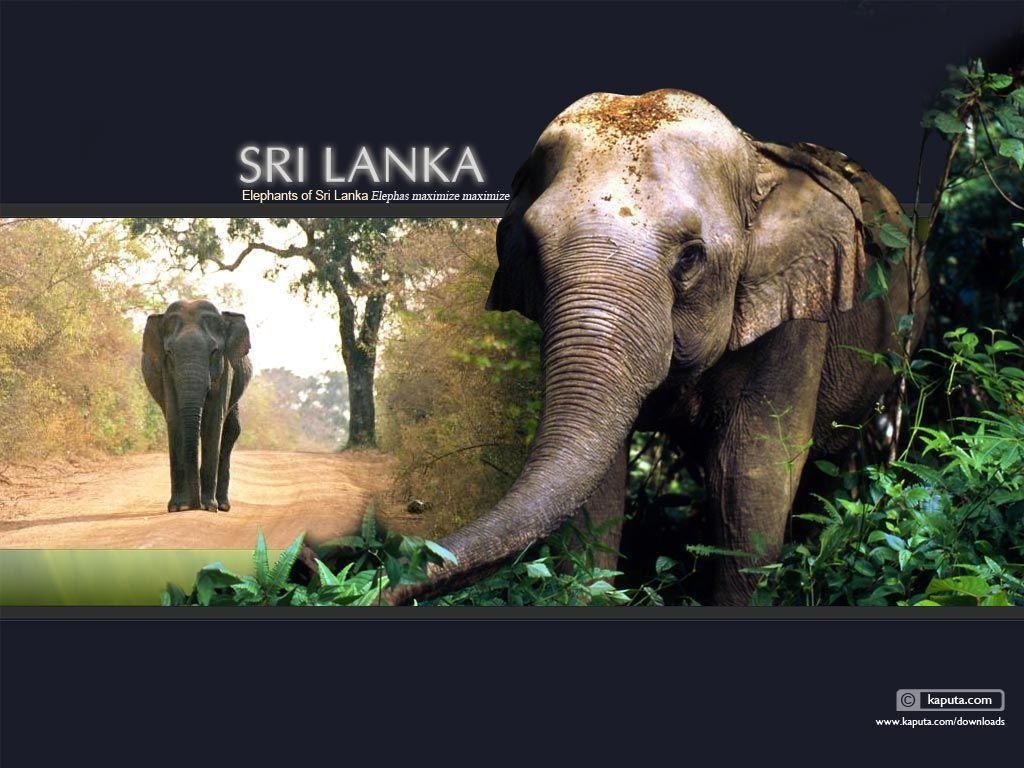 1030x770 Sri Lanka Elephant Wallpaper in 1024 x 768 Resolution, Desktop