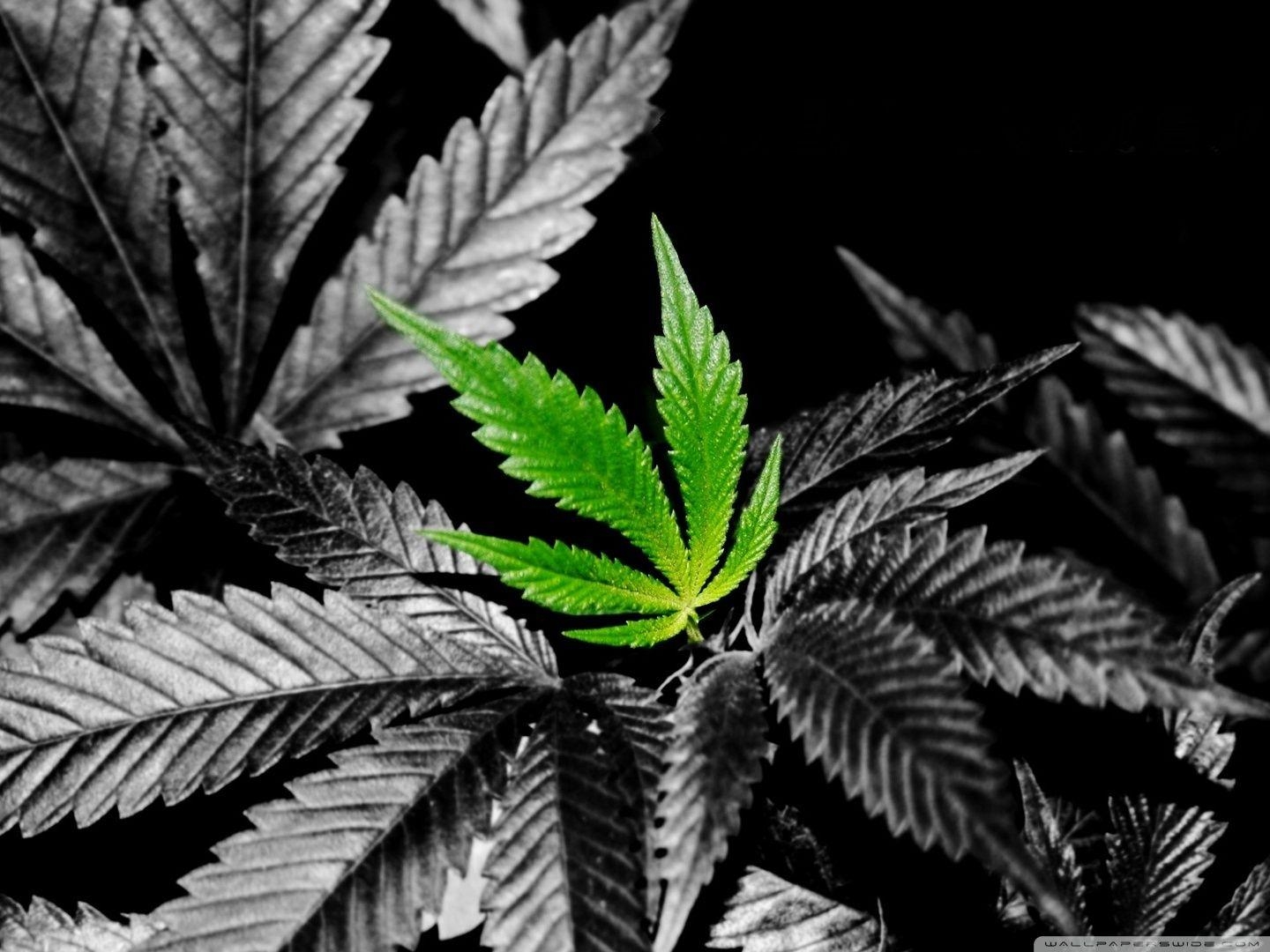 1440x1080 Weed HD Wallpaper In Color ❤ 4K HD Desktop Wallpaper for 4K Ultra, Desktop