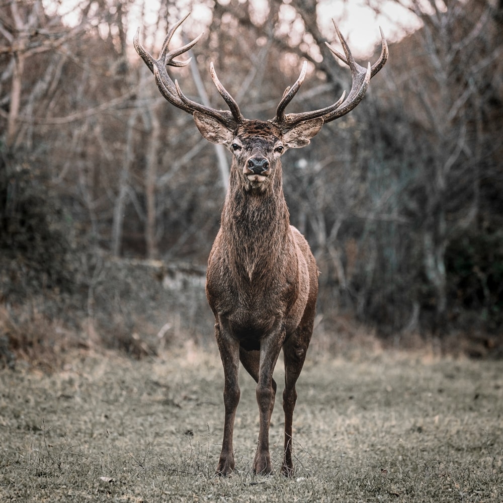 1000x1000 Deer Wallpaper: Free HD Download [HQ], Phone