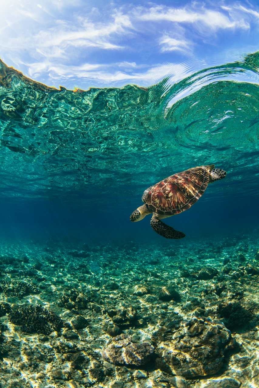 860x1280 Sea Turtle Underwater Photo. Sea Turtle Decor, Phone