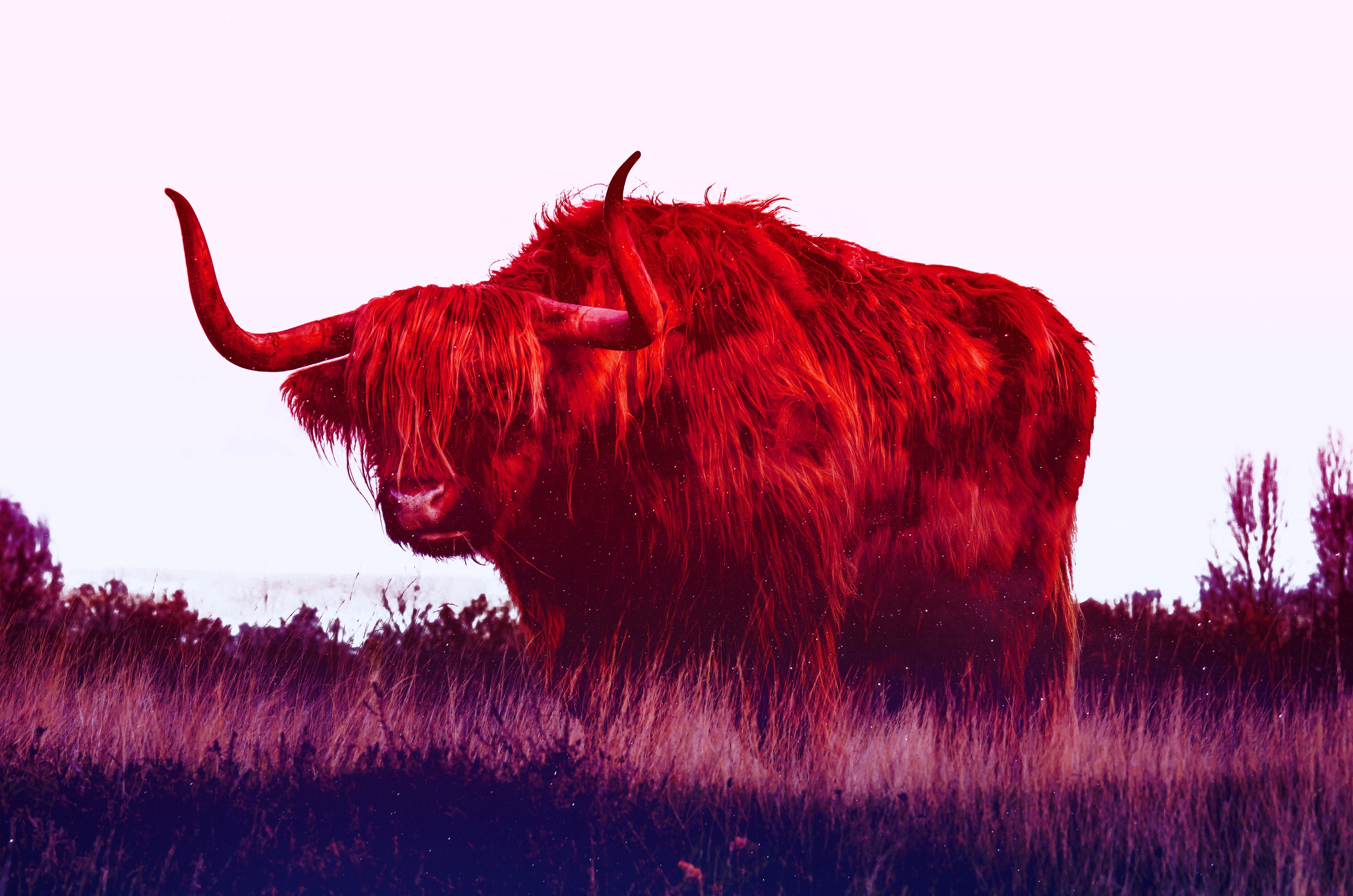 4930x3270 Bull HD Wallpaper and Background, Desktop