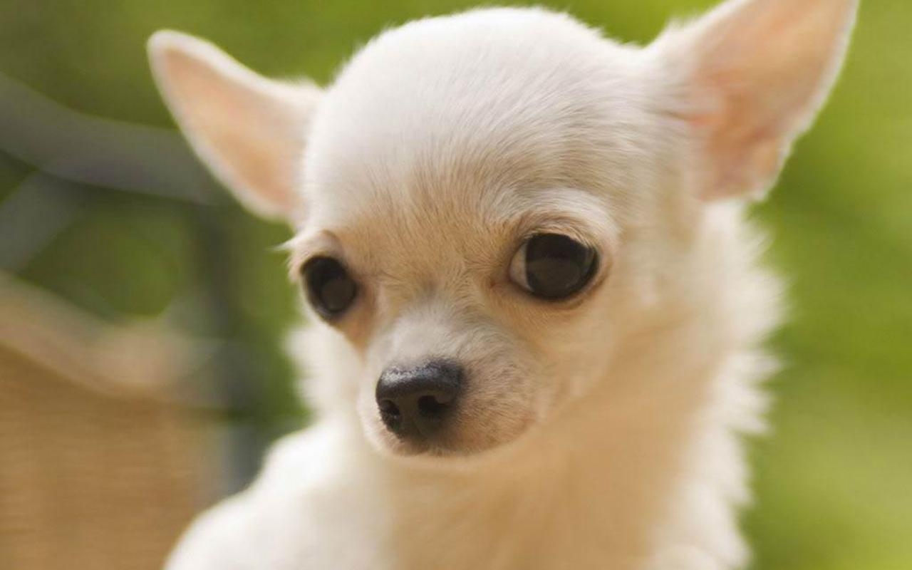 1280x800 Teddybear64 image Chihuahua HD wallpaper and background photo, Desktop