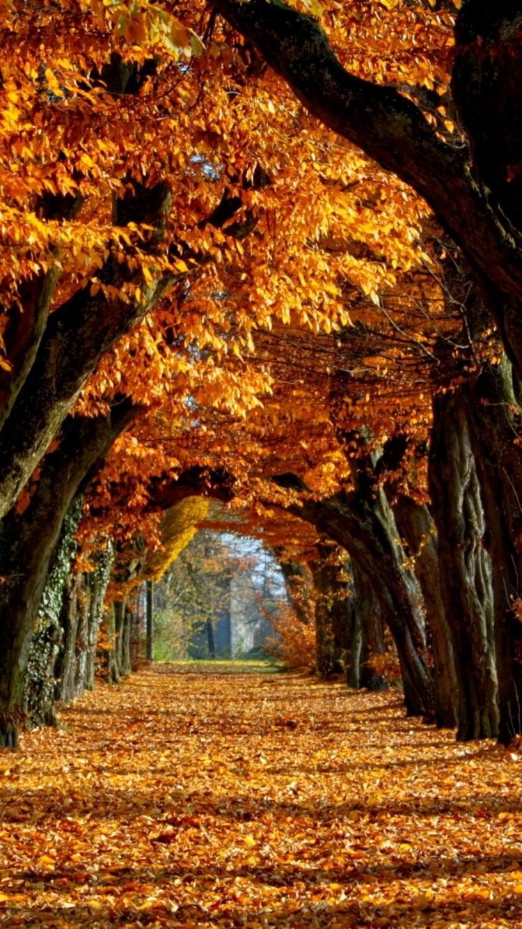 750x1340 Fall Phone Wallpaper Group Wallpaper Autumn Leaves, Phone
