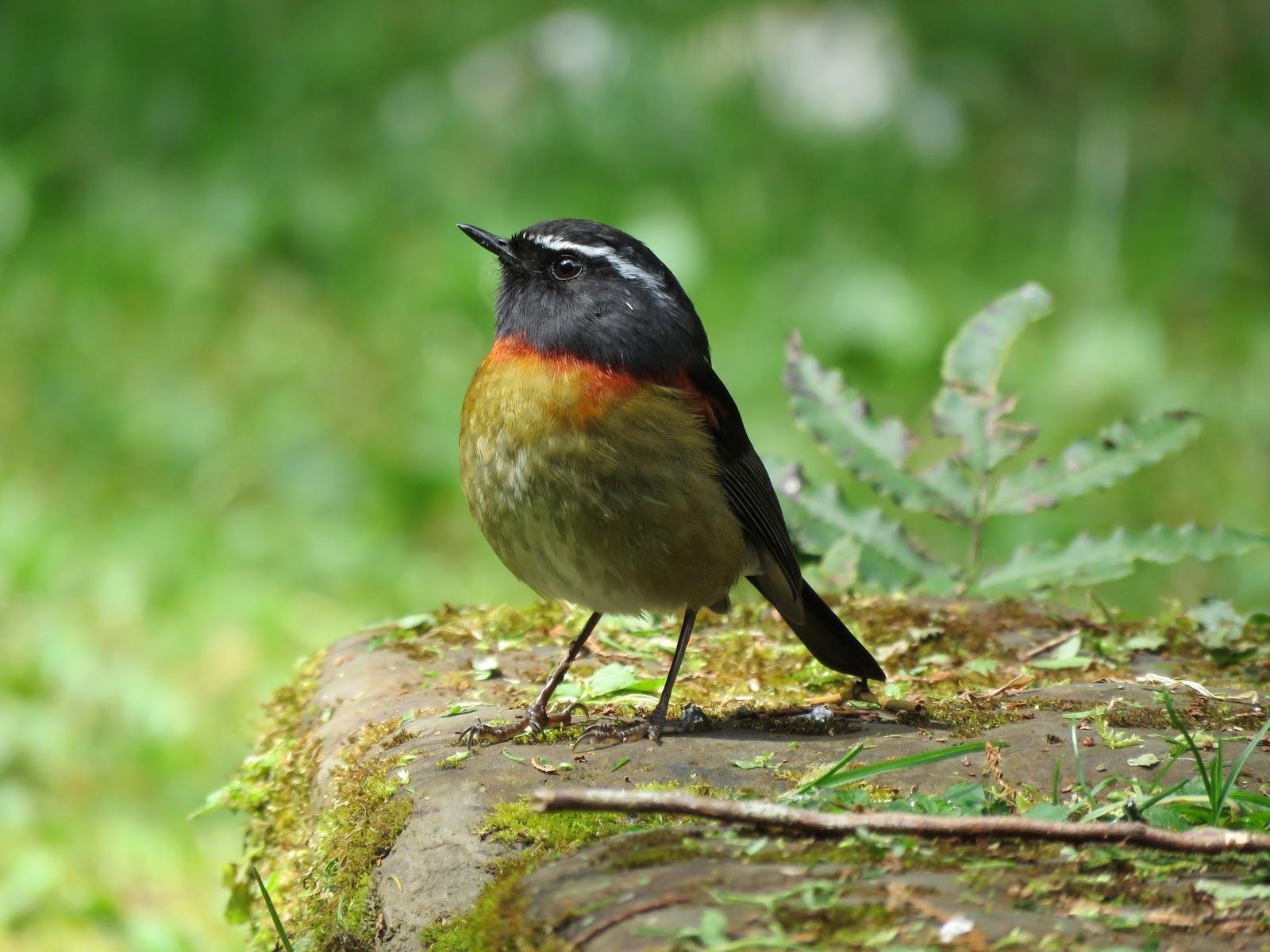 1600x1200 Puffin and Friends: アリサンヒタキ Collared Bush Robin, Desktop