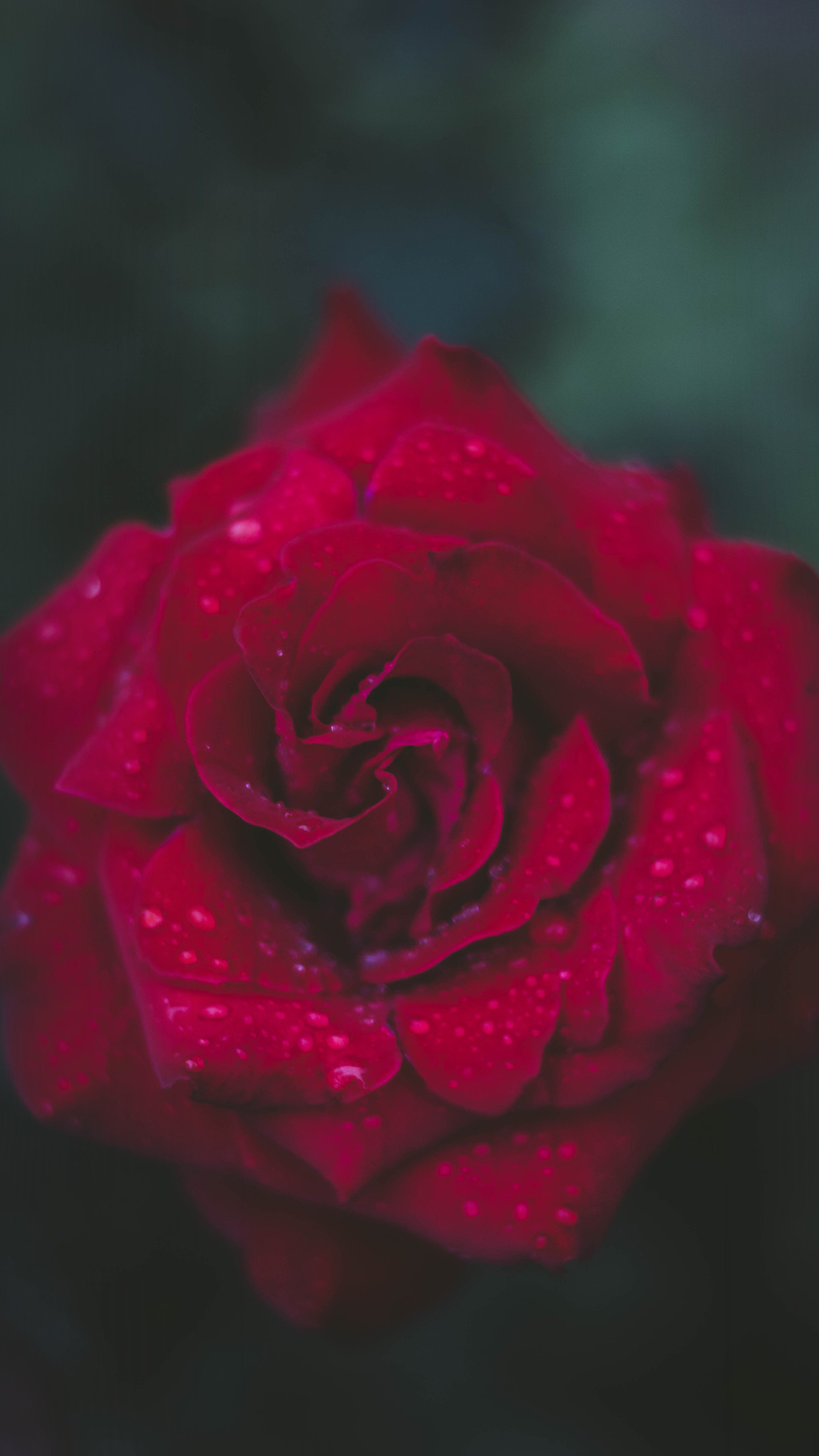 1250x2210 wallpaper. rose red flower nature, Phone