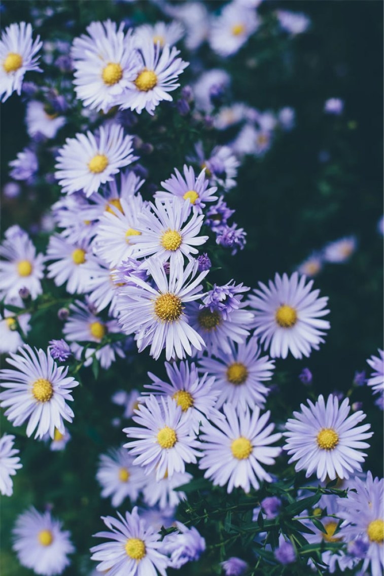 760x1140 Lilac colored Daisies Beautiful flower iphone wallpaper ideas, Phone