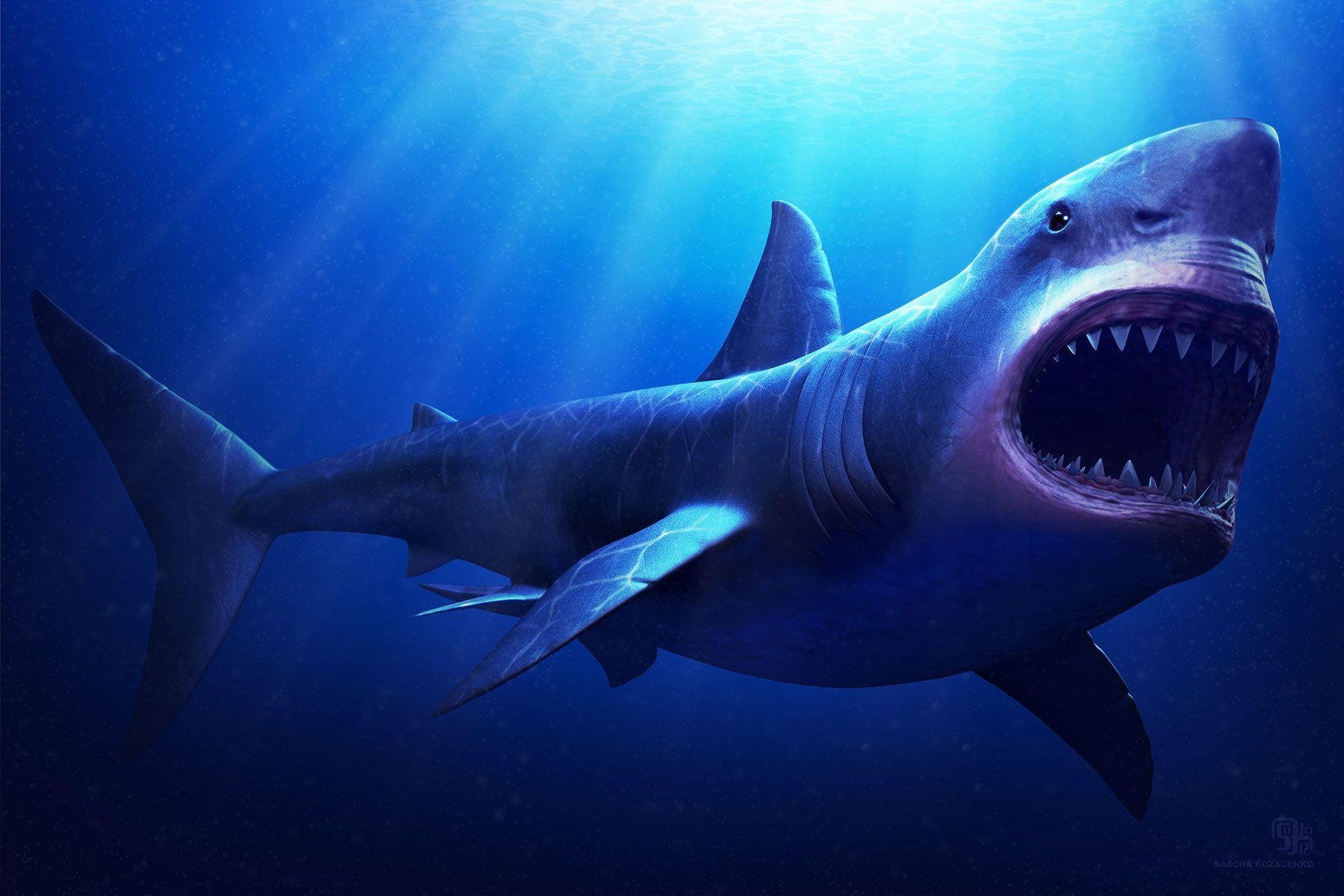 1800x1200 Megalodon Wallpaper Free Megalodon Background, Desktop