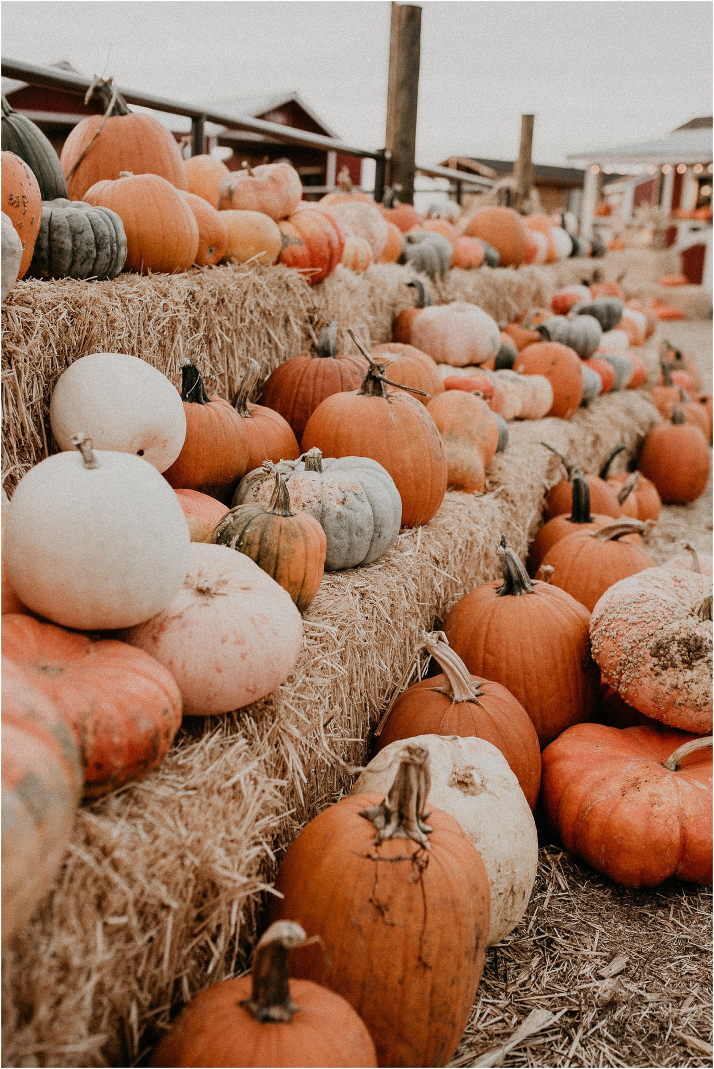 2500x3750 Aesthetic Wallpaper Pumpkin Patch, Phone