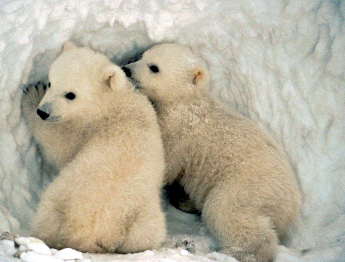 1200x910 Wallpaper For > Cute Polar Bear Wallpaper, Desktop