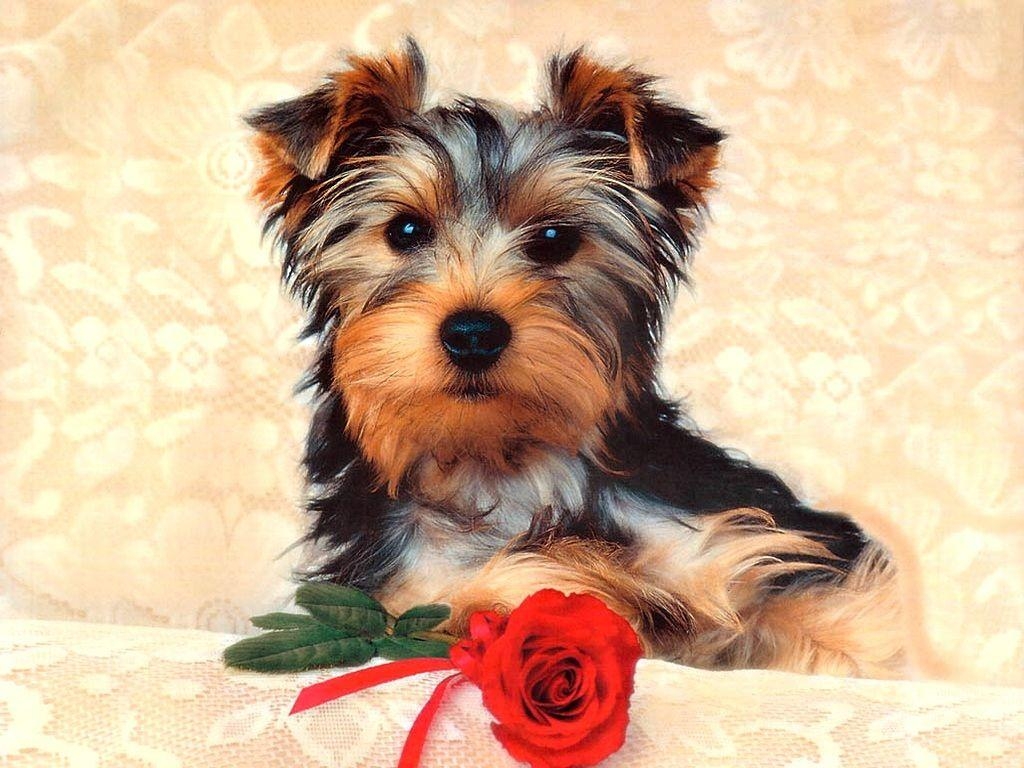 1030x770 Cute Dog wallpaper. Cute Dog, Desktop