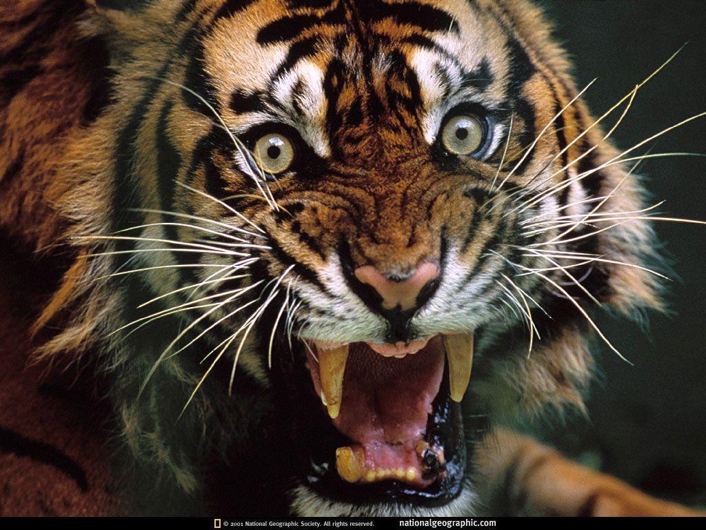 1030x770 Dangerous Tiger HD Wallpaper. Dagerous Tiger Wallpaper, Desktop