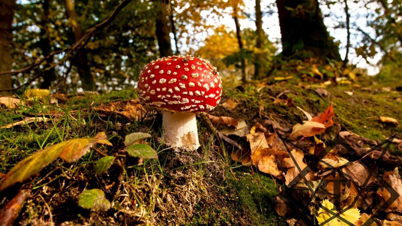 1370x770 Wallpaper mushroom, grass, autumn. Stuffed mushrooms, Autumn wallpaper hd, Grass wallpaper, Desktop