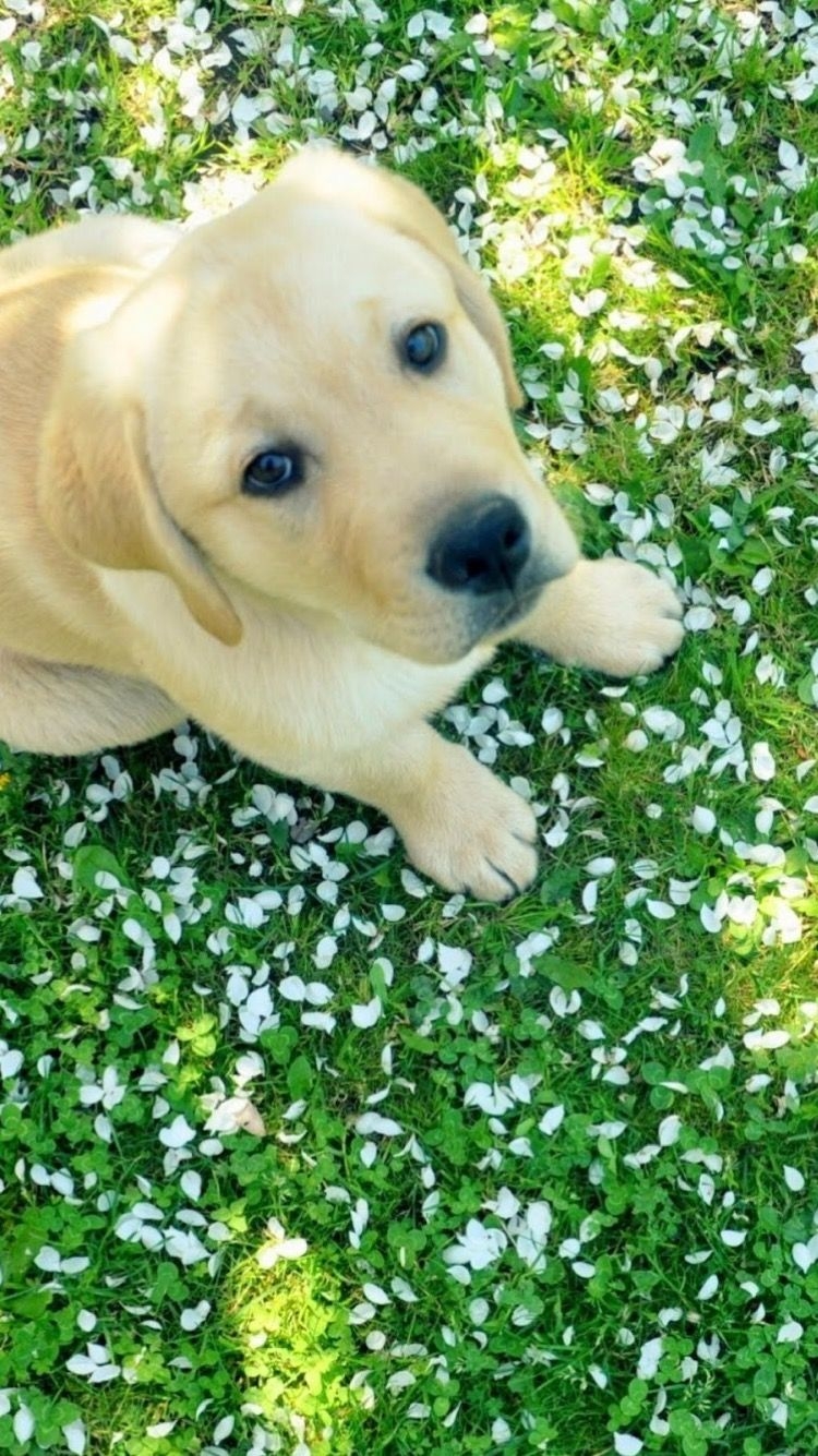 750x1340 Spring puppy. Labrador puppy, Puppy wallpaper, Labrador, Phone