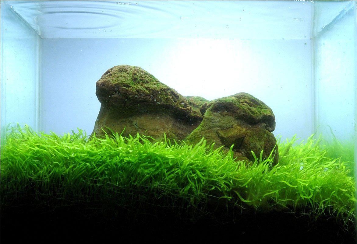 1180x810 HD wallpaper aquascape design ideas, Desktop