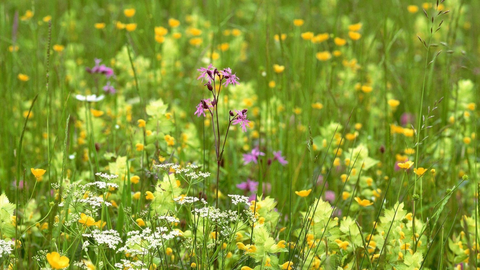 1680x950 Wildflower Field Wallpaper, Desktop