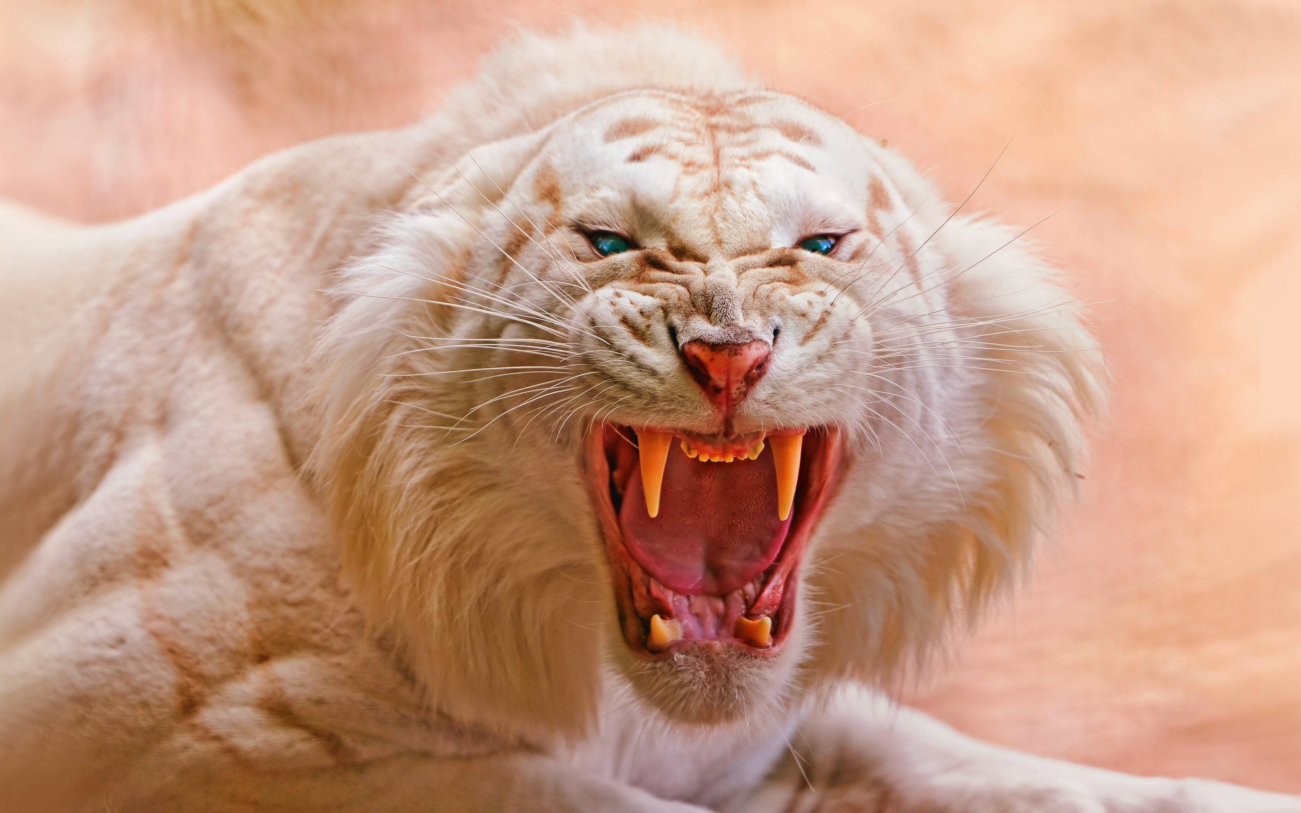 4250x2660 White Tiger HD Wallpaper and Background Image, Desktop