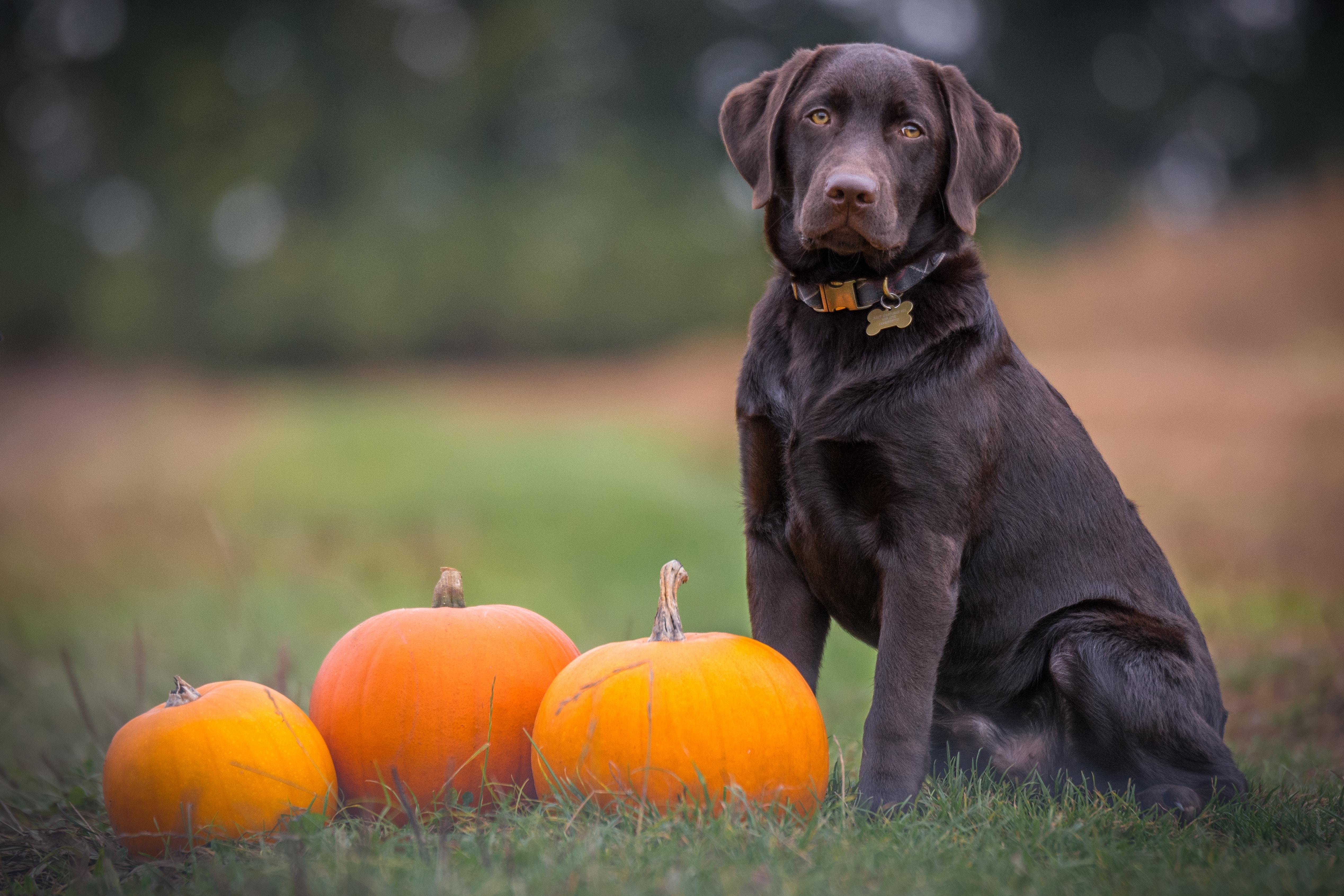 5080x3390  #dog, #quash, #grass, #collar, #pumpkin, #Free image, #fall, #halloween, #lab, #canine, #autumn, #labrador, #orange, #pet. Mocah.org HD Desktop Wallpaper, Desktop