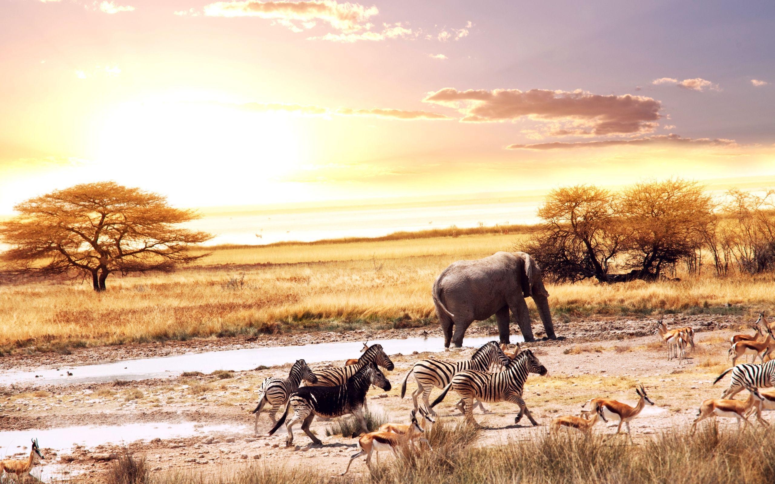 2560x1600 HD Africa Wallpaper For Desktop And Mobile, Desktop