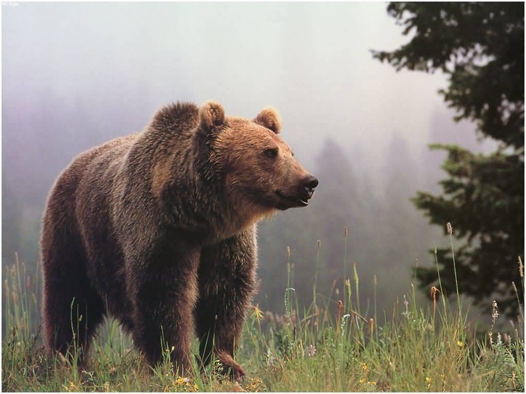 1030x770 Picture Of Grizzly Bears wallpaperx768, Desktop