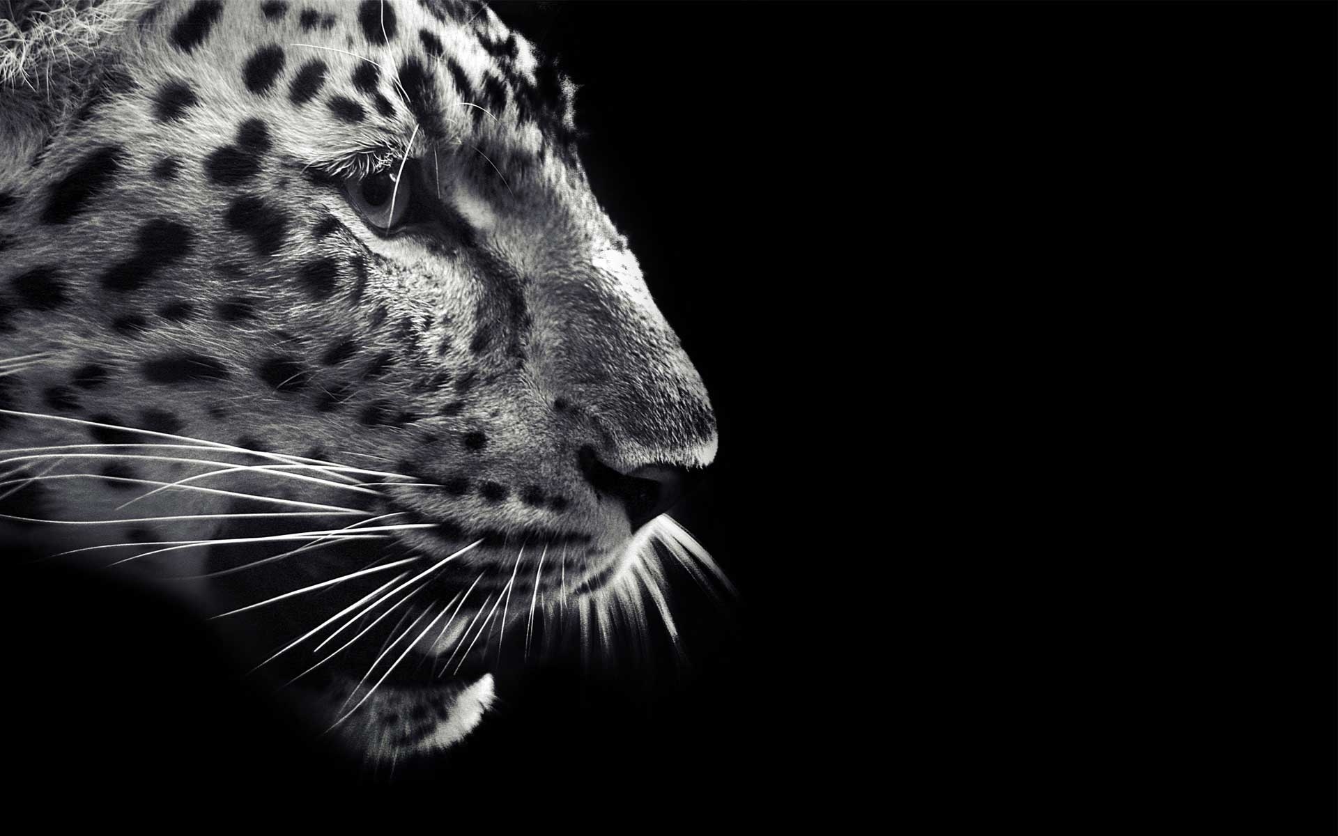 1920x1200 Black Jaguar Wallpaper, Desktop