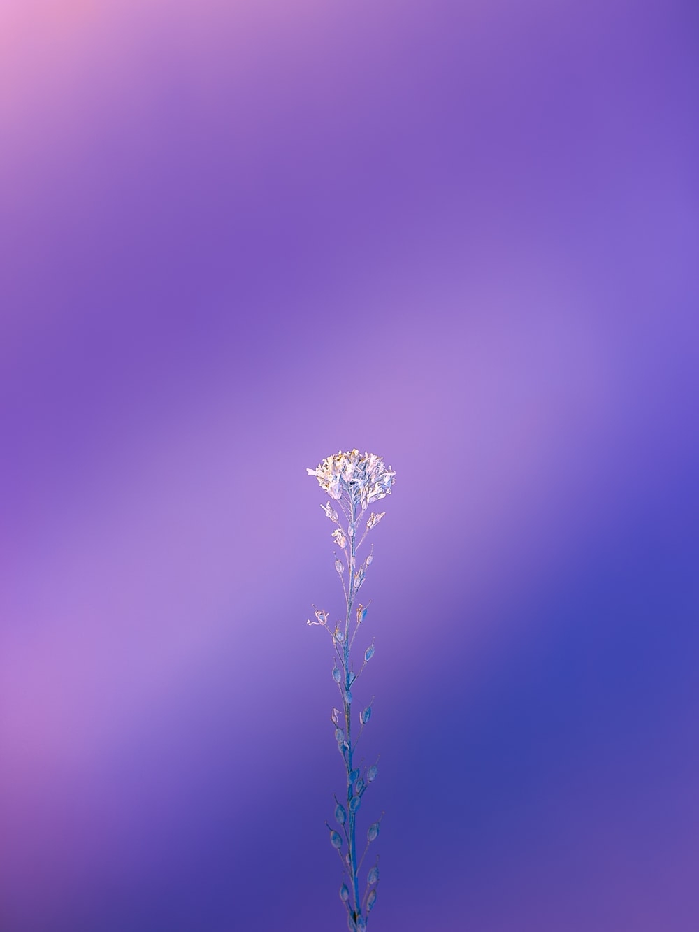 1000x1340 Purple Wallpaper: Free HD Download [HQ], Phone