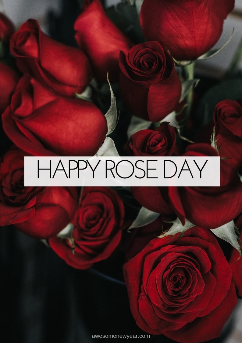 800x1130 Happy Rose Day Wallpaper, Phone