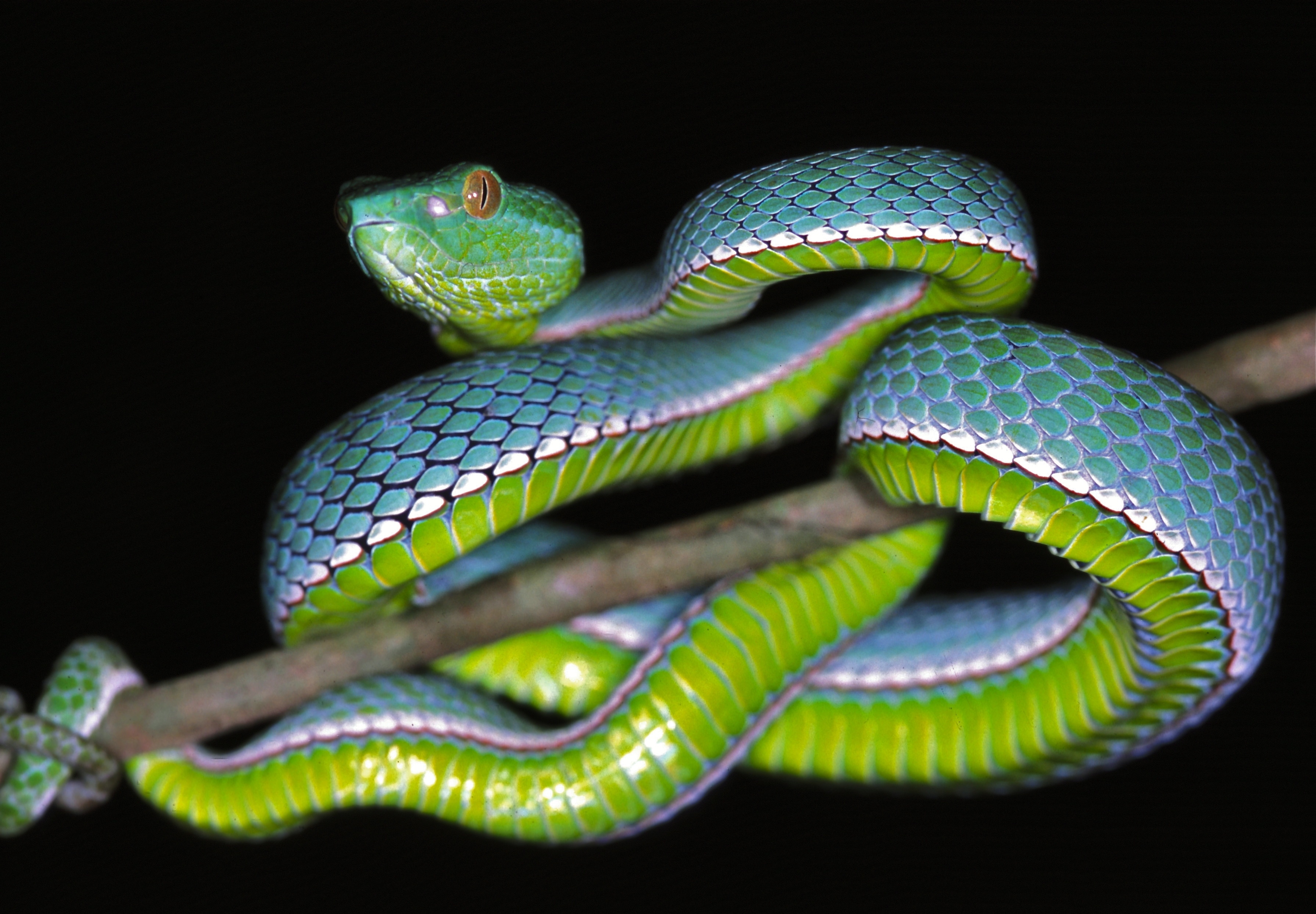 3590x2490 Vogel's Pit Viper (Trimeresurus vogeli) juvenile, Desktop