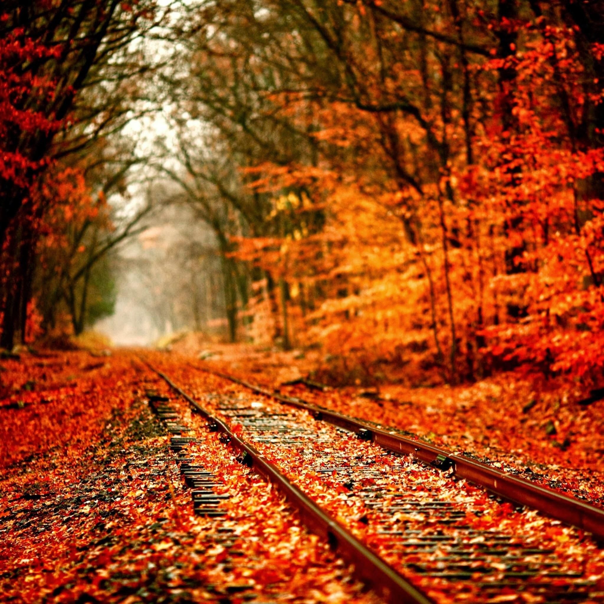 2050x2050 Autumn Wallpaper for iPad, Phone