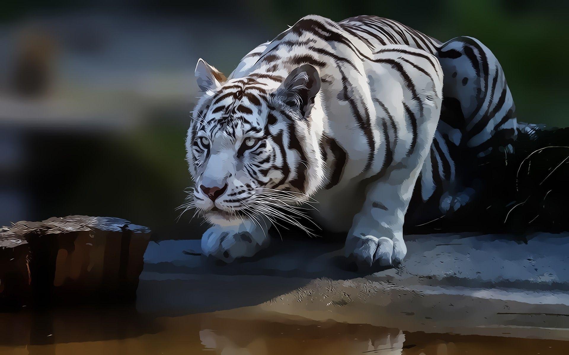 1920x1200 White Tiger Wallpaper 3D, Desktop