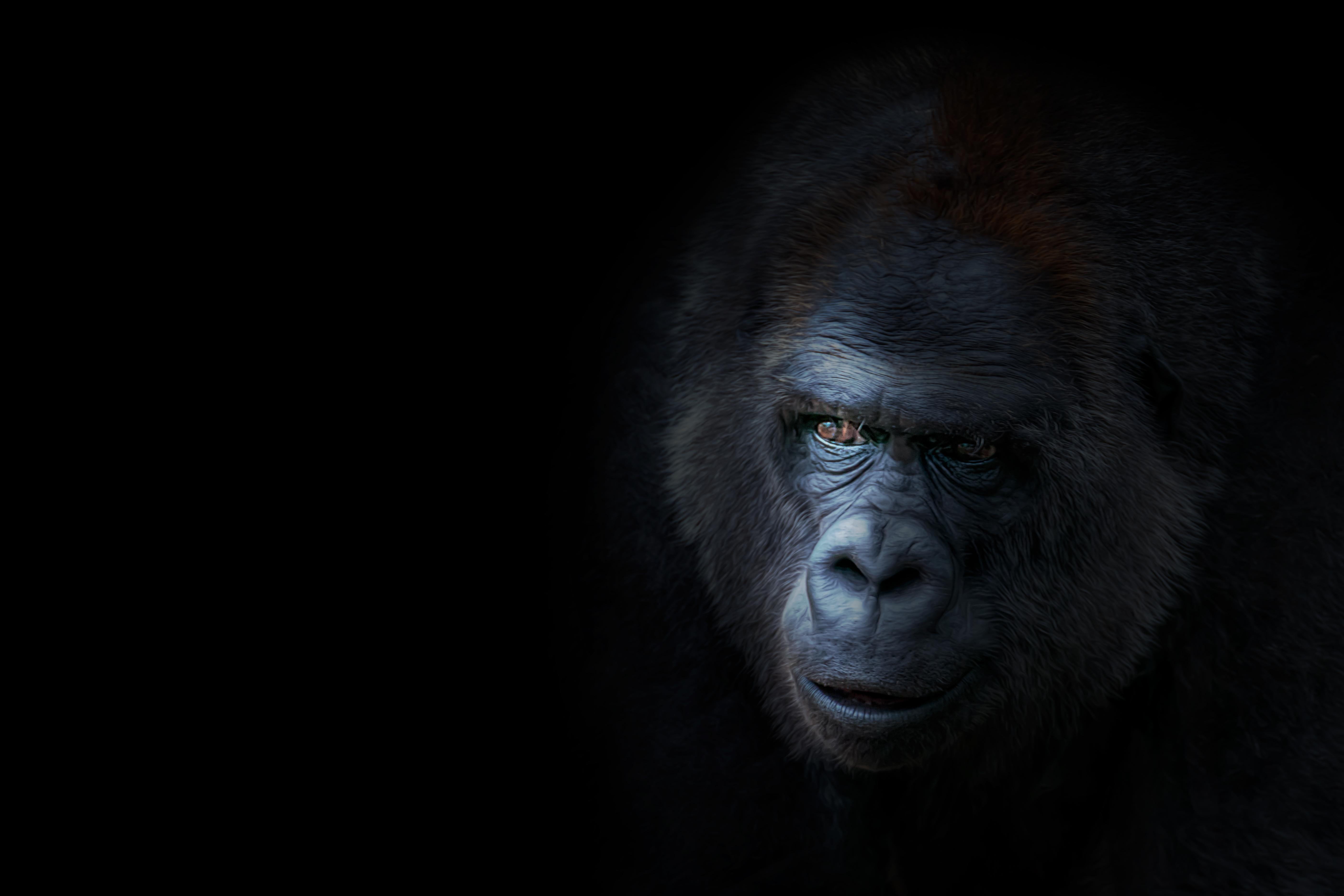 5620x3750 Wallpaper Blink of Gorilla Wallpaper HD for Android, Windows, Desktop