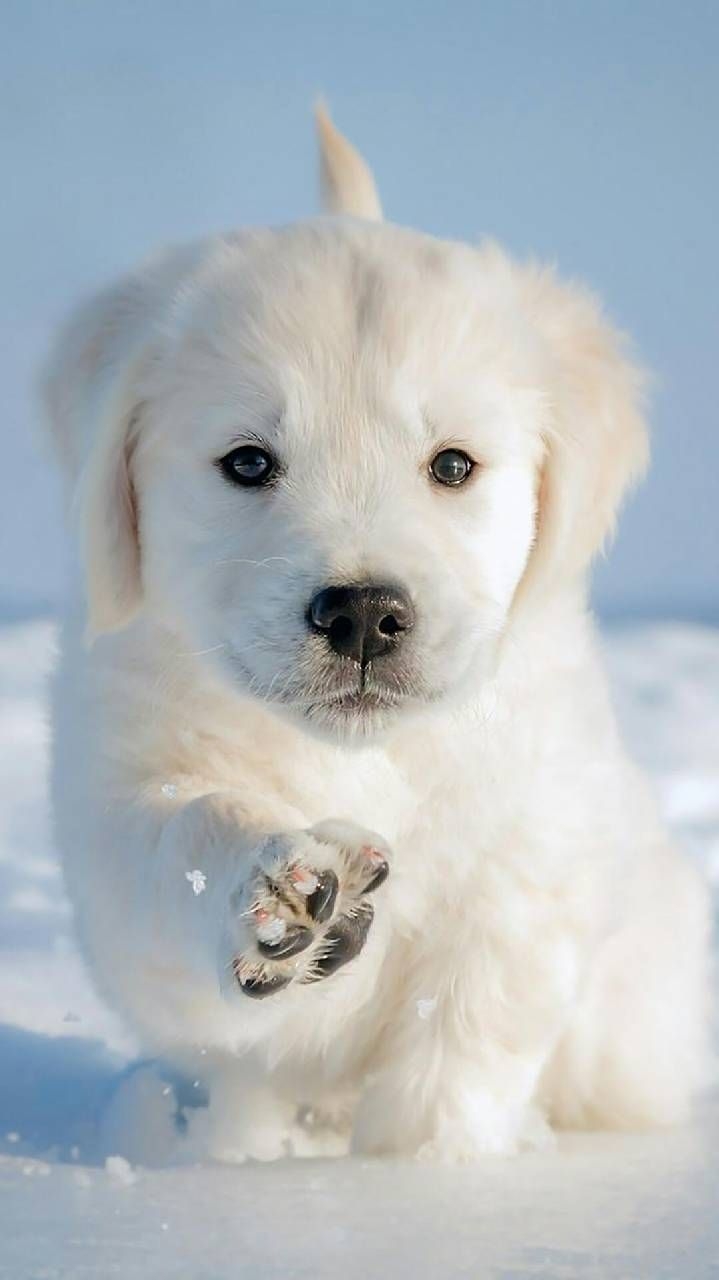 720x1280 Cute Dog Wallpaper, Phone