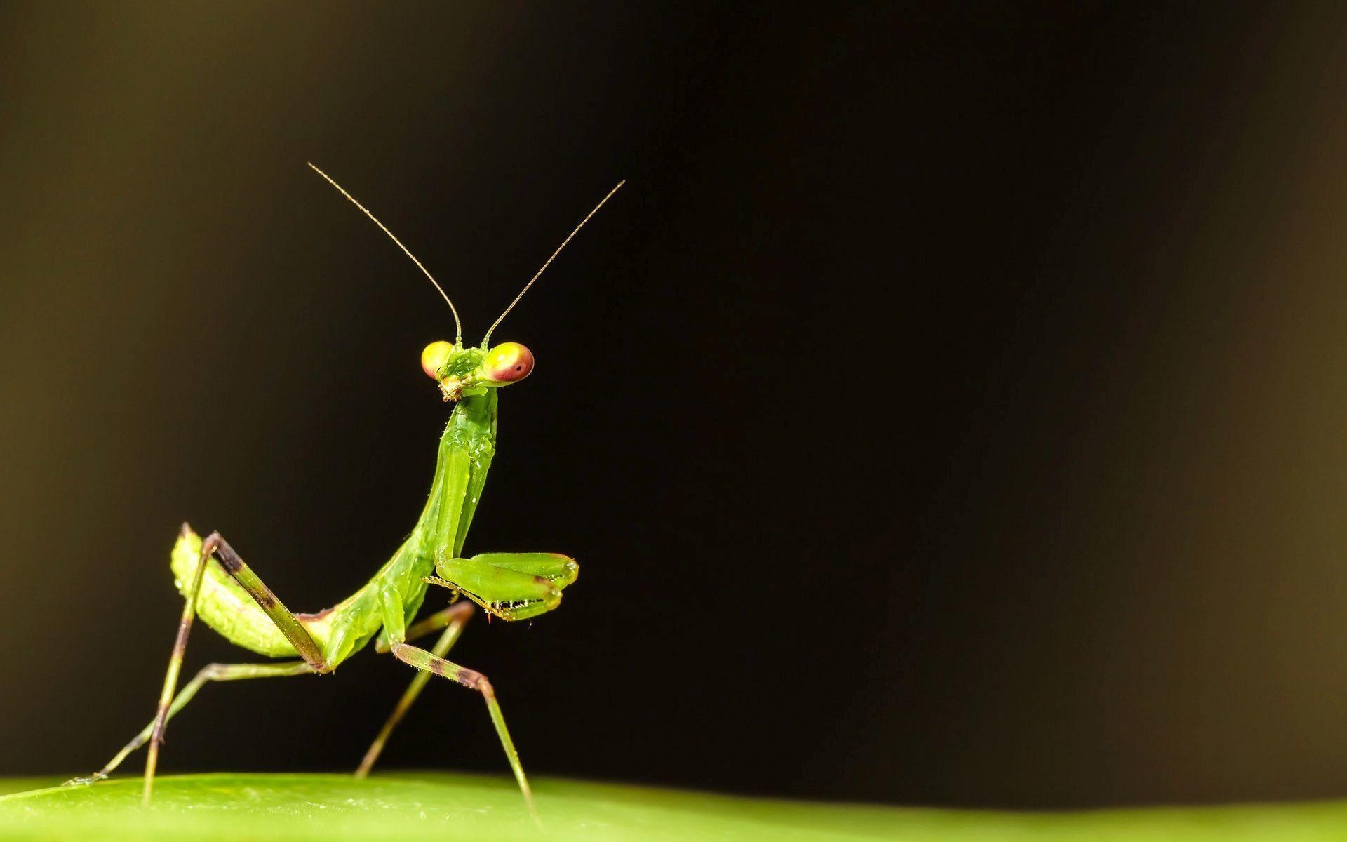 1920x1200 Praying Mantis Wallpaper, Desktop