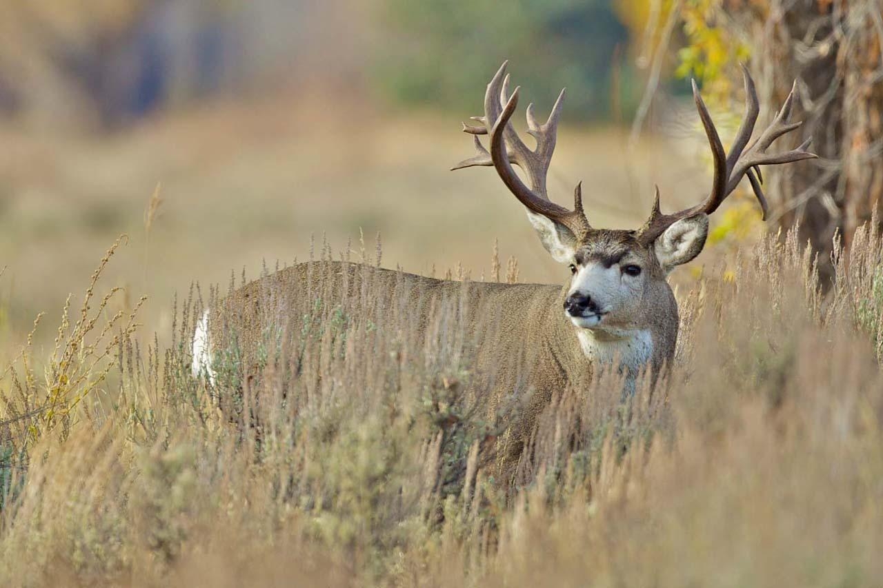 1280x860 Mule Deer Wallpaper HD Download, Desktop