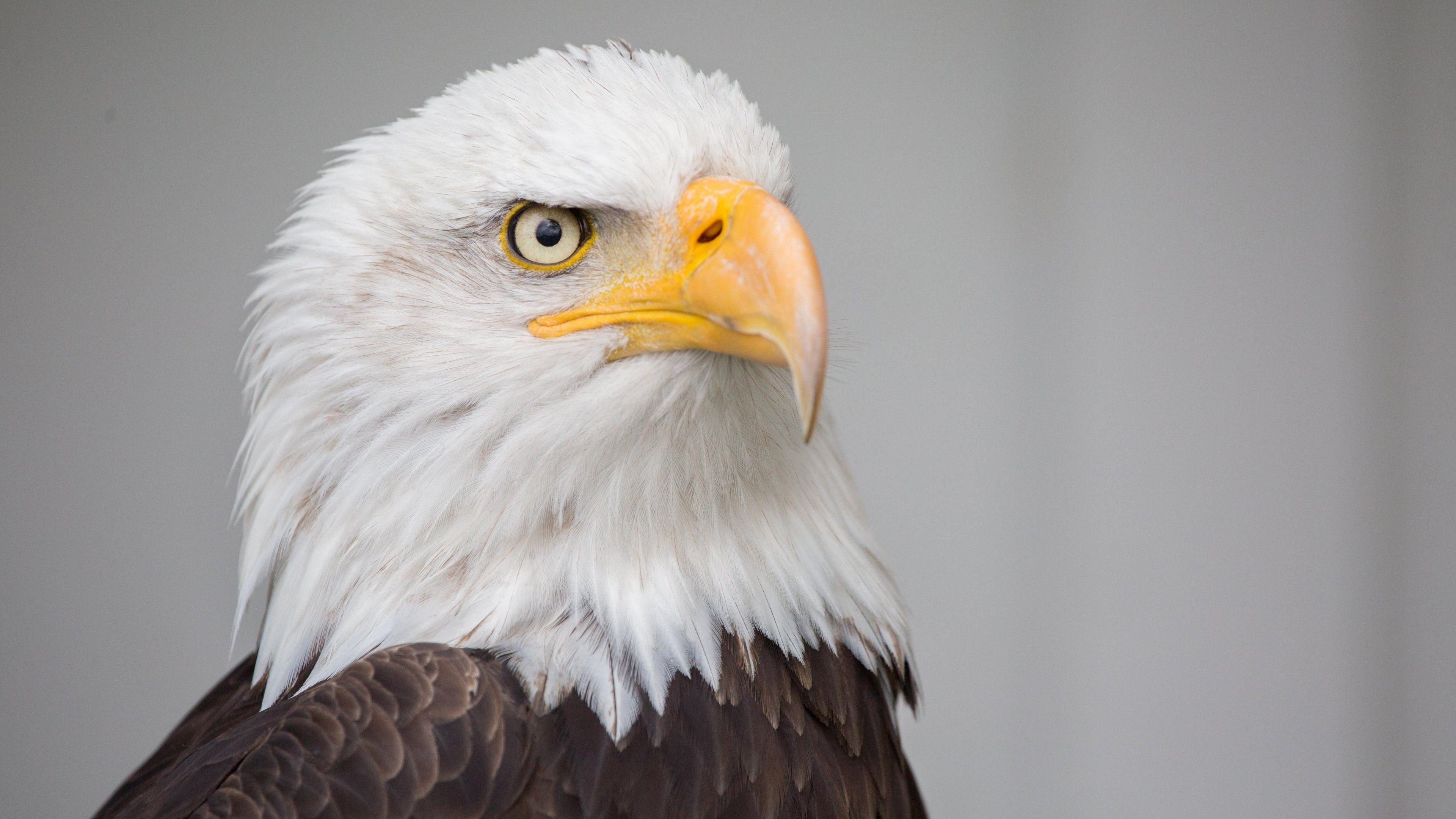 3840x2160 Bald Eagle Wallpaper & Desktop Background, Desktop