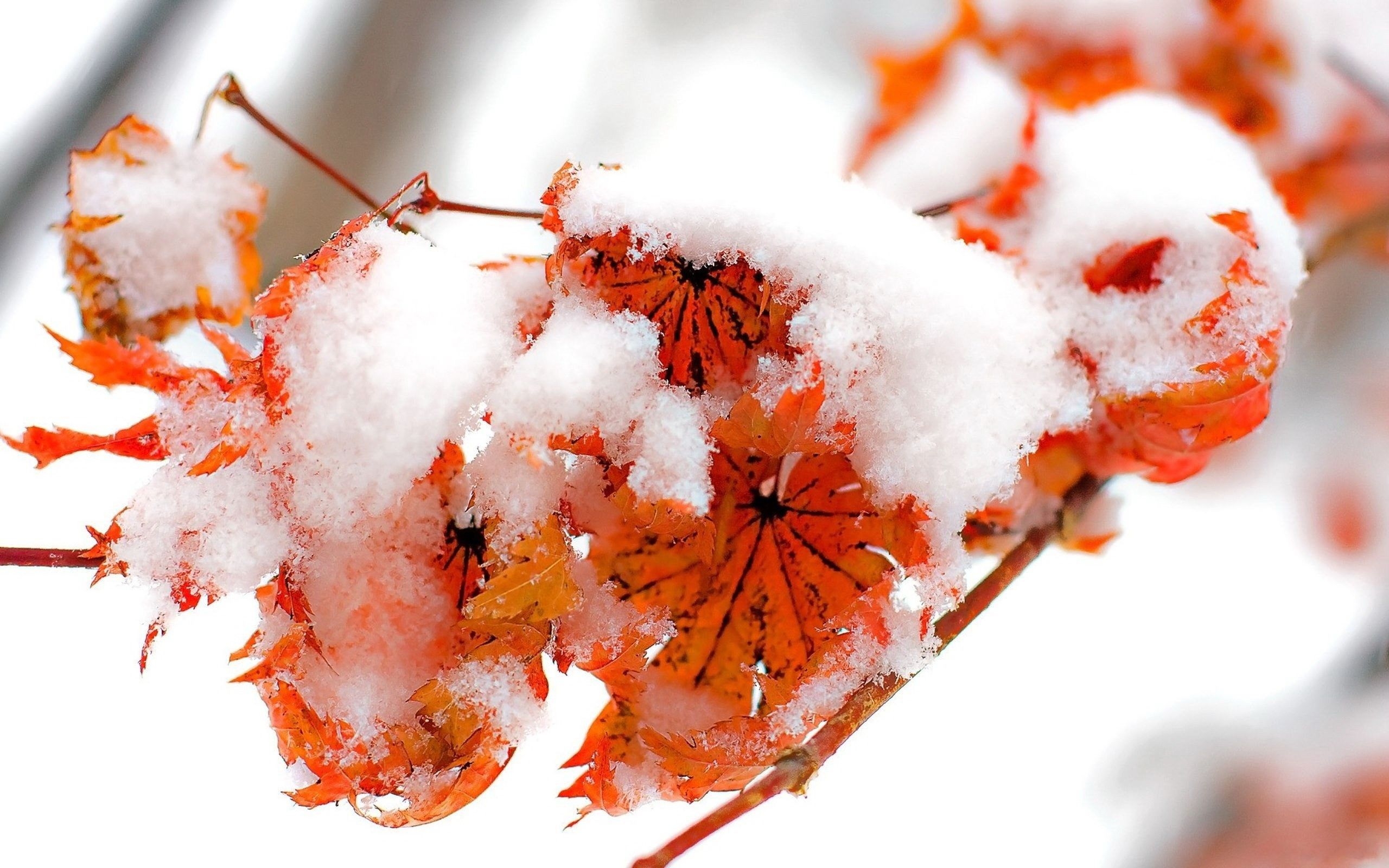 2560x1600 Nice Snow on Leaves in Winter Season Wallpaper, Desktop