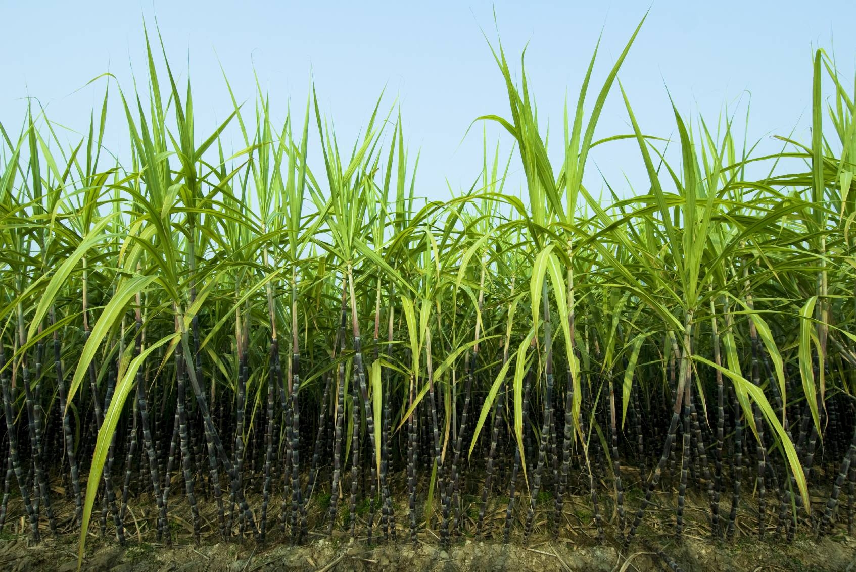 1700x1140 Sugar Cane Picture, Desktop