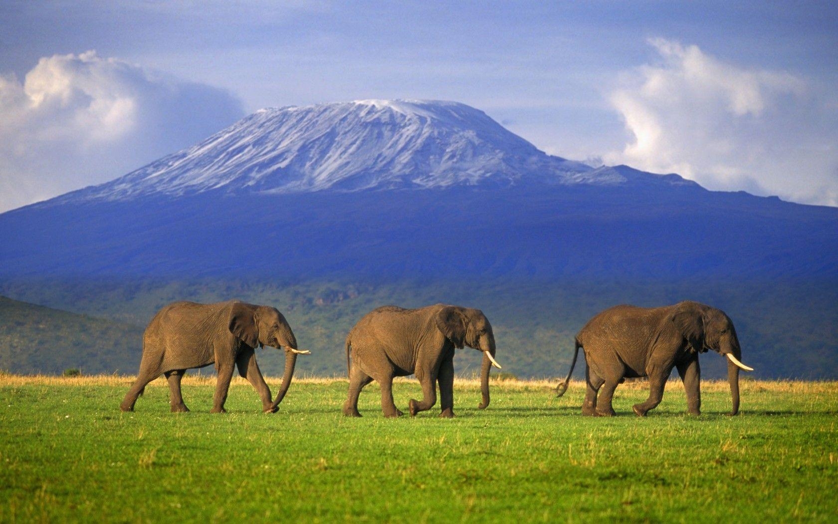 1680x1050 MOUNT KILIMANJARO: my daughter's goal is to climb this some day, Desktop