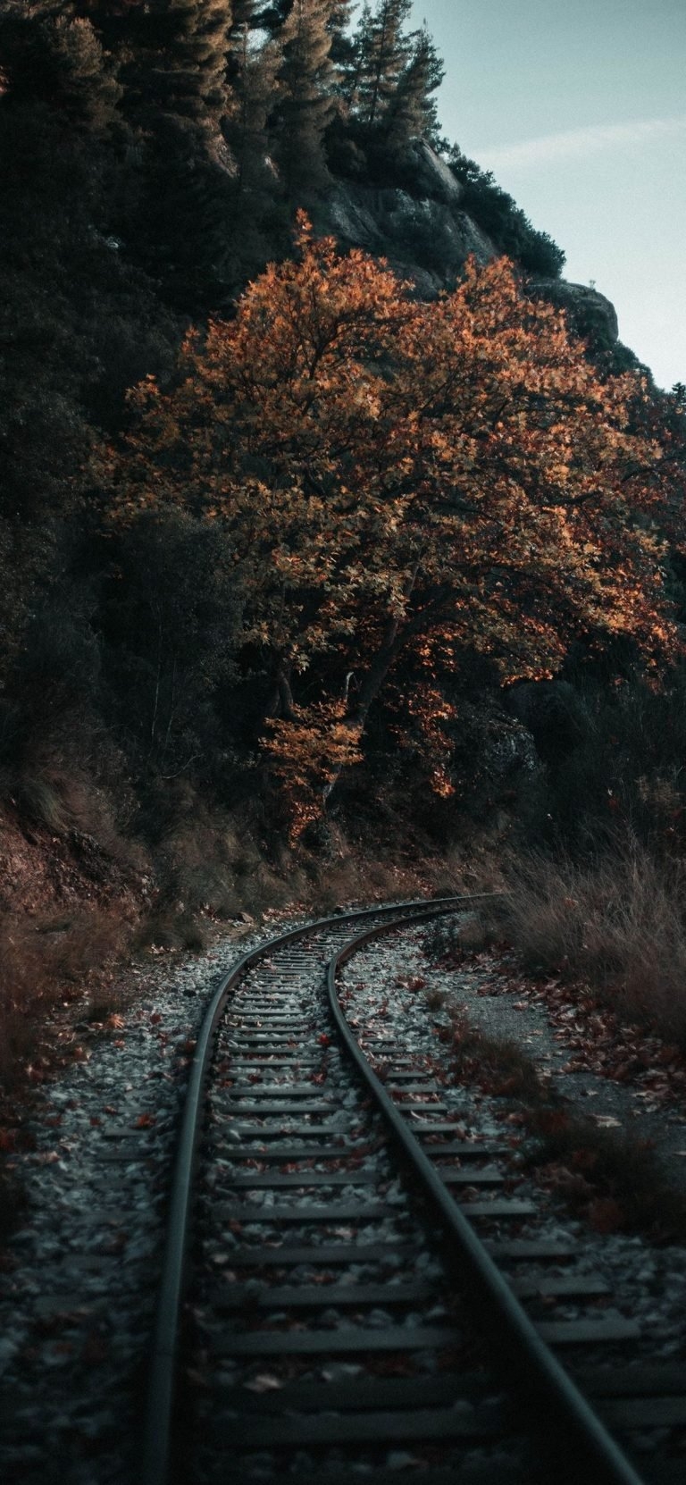 770x1670 iPhone Autumn Wallpaper, Phone