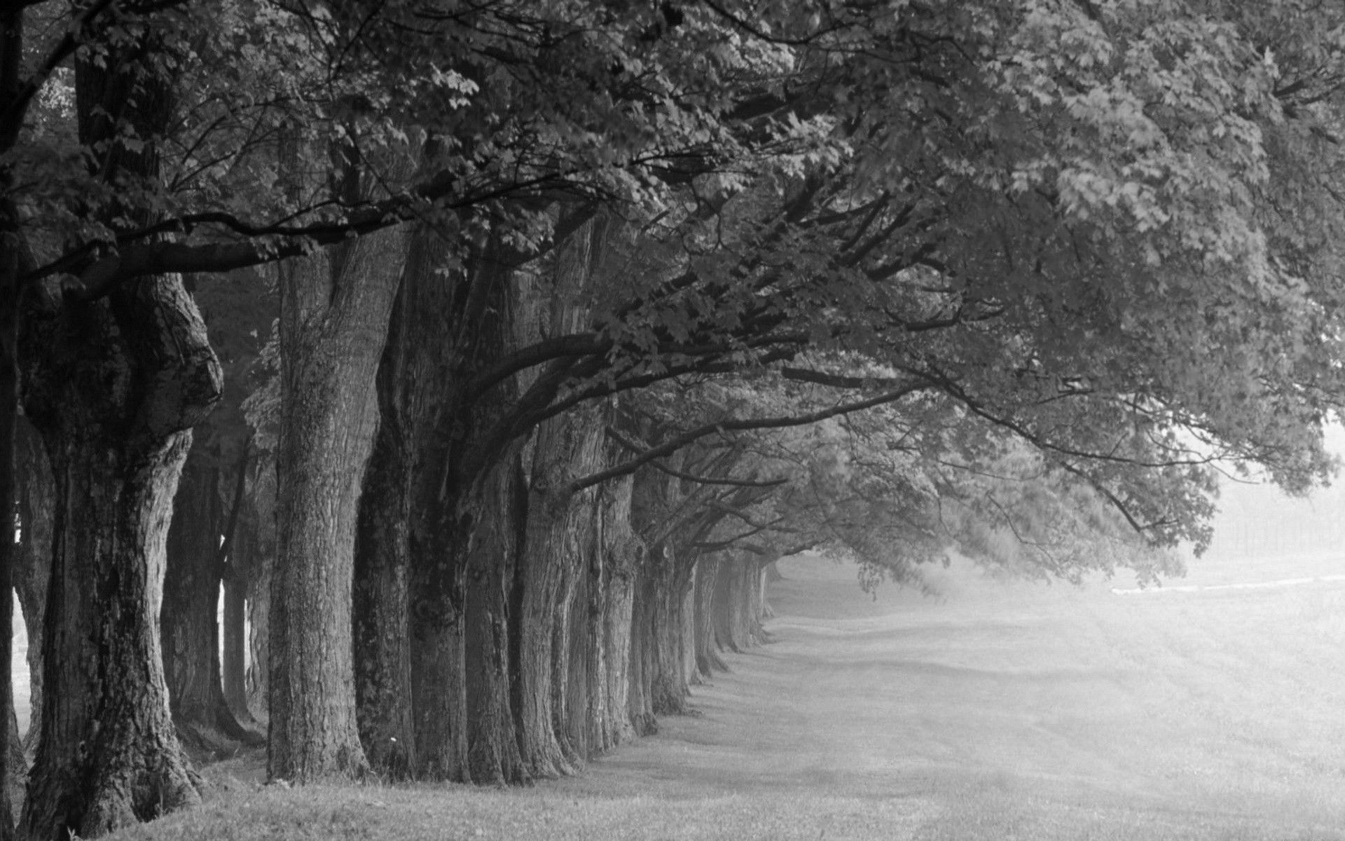 1920x1200 Dark Winter Forest Wallpaper Image. Black and white landscape, Landscape photography, Black and white tree, Desktop