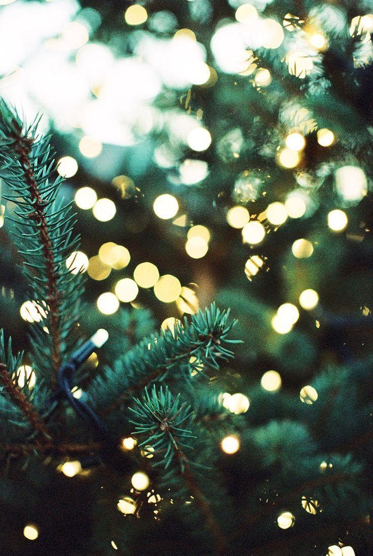 740x1100 Pine Trees & Lights. Christmas wallpaper, Christmas lights, Christmas aesthetic, Phone