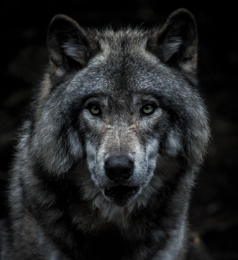 1000x1100 Wolf Wallpaper: Free HD Download [HQ], Phone