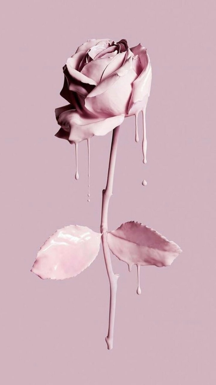 720x1280 rose, wallpaper and pink, Phone