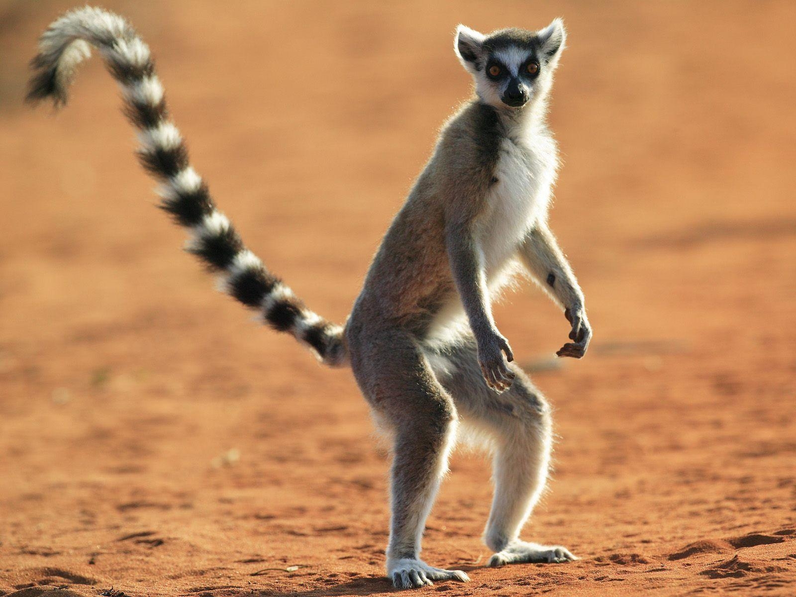 1600x1200 Ring Tailed Lemur Repinned By Totetude.com. Animals, Desktop